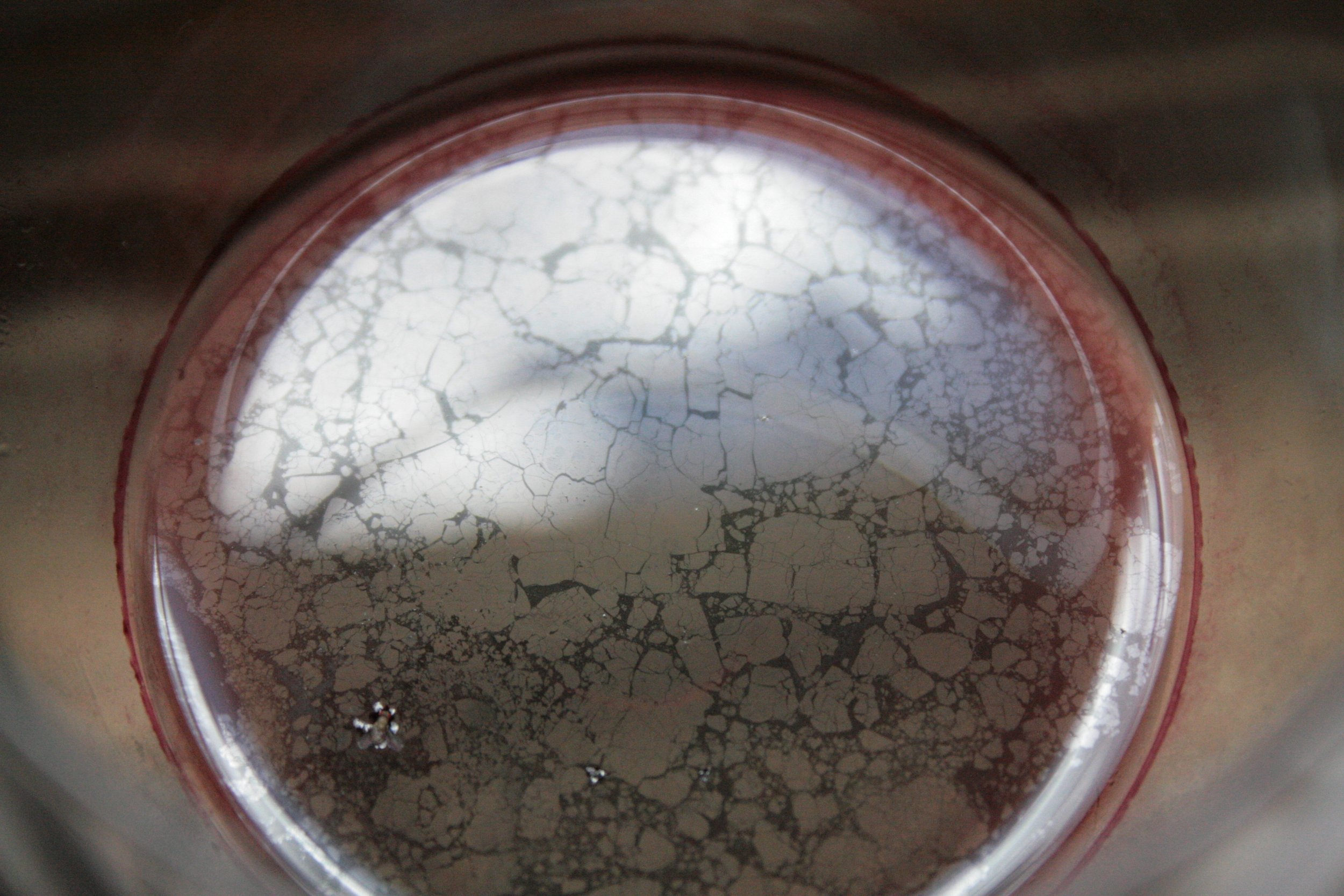 Close-up view of a liquid with a cracked, ice-like pattern on its surface inside a container.