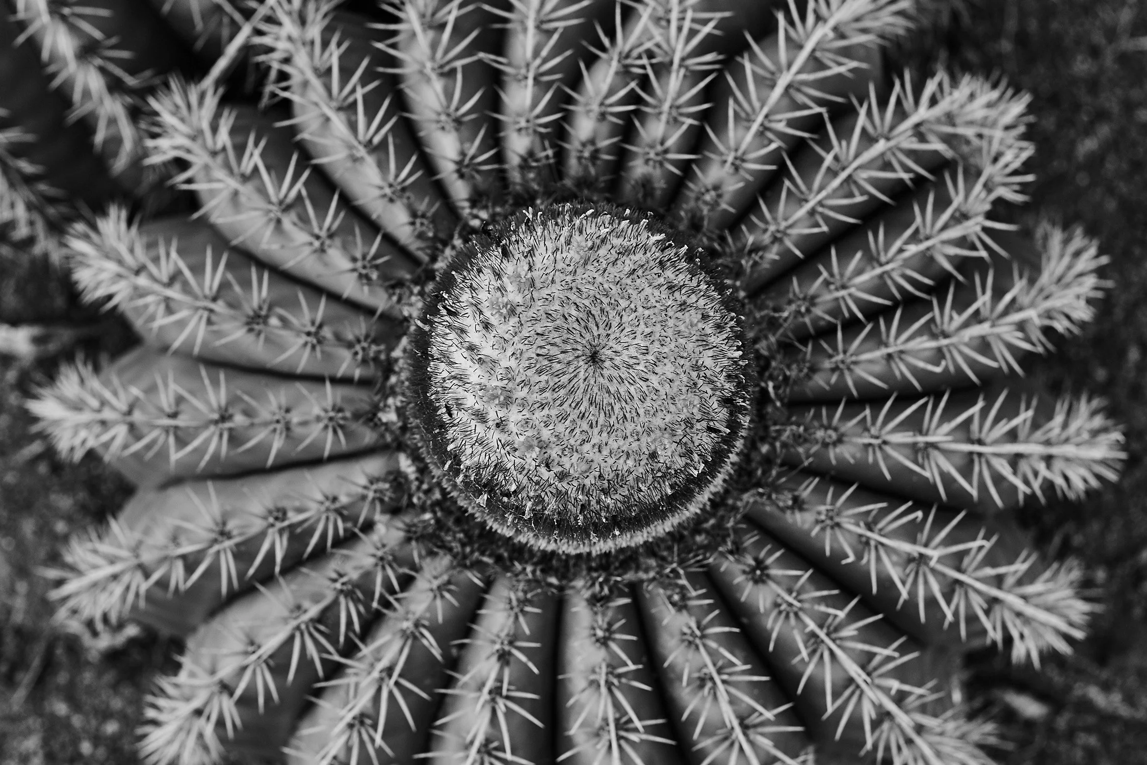 Tetes à l'anglais - 2015 - #147