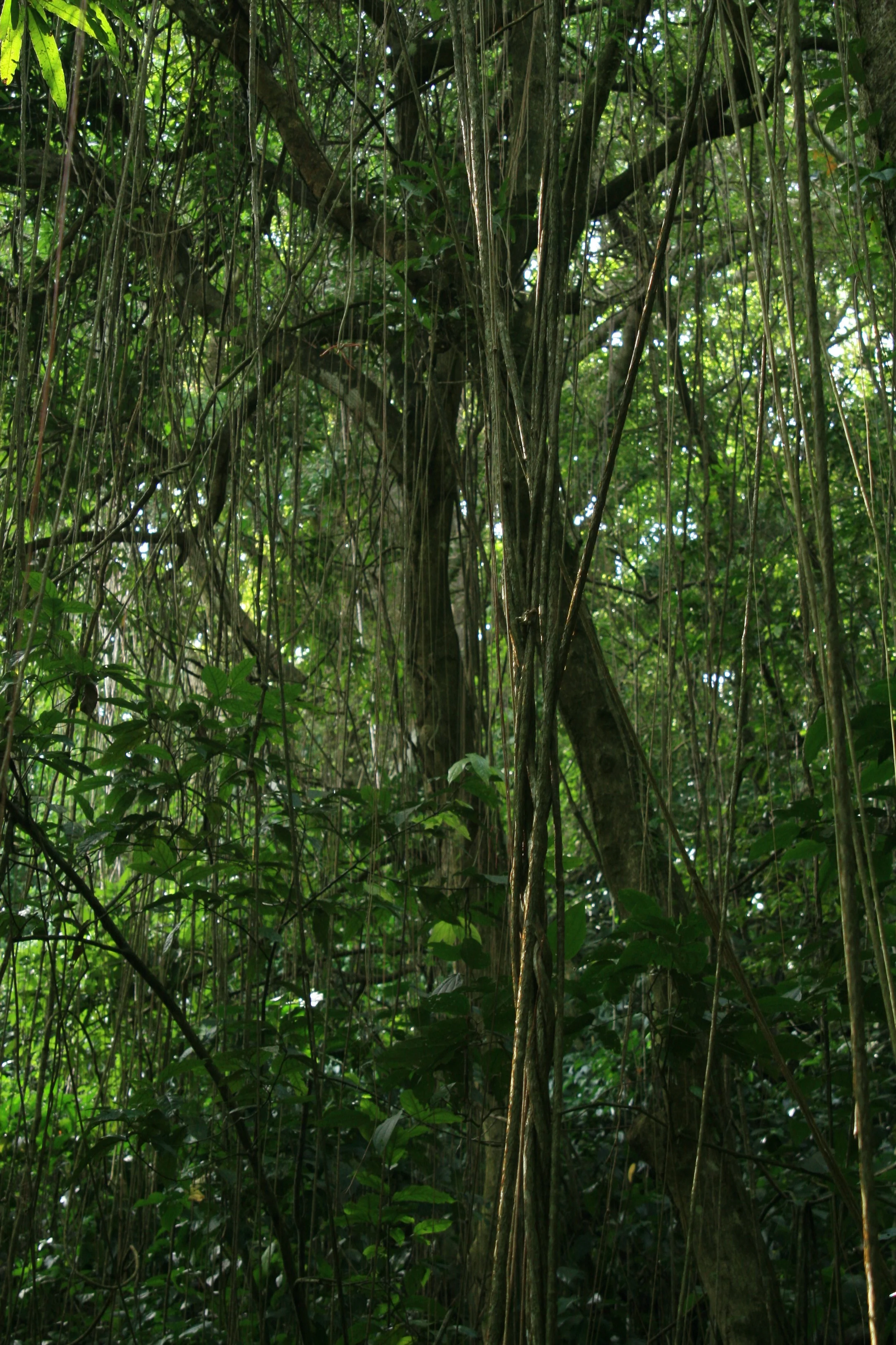 Dense jungle with vines and lush green foliage.