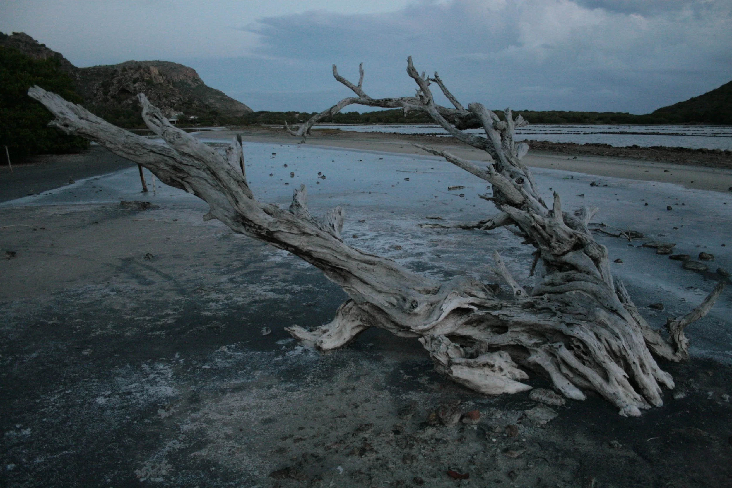 A large, weathered, gnarled tree trunk lying on a flat, salt-covered landscape with water and mountains in the background under a cloudy sky.