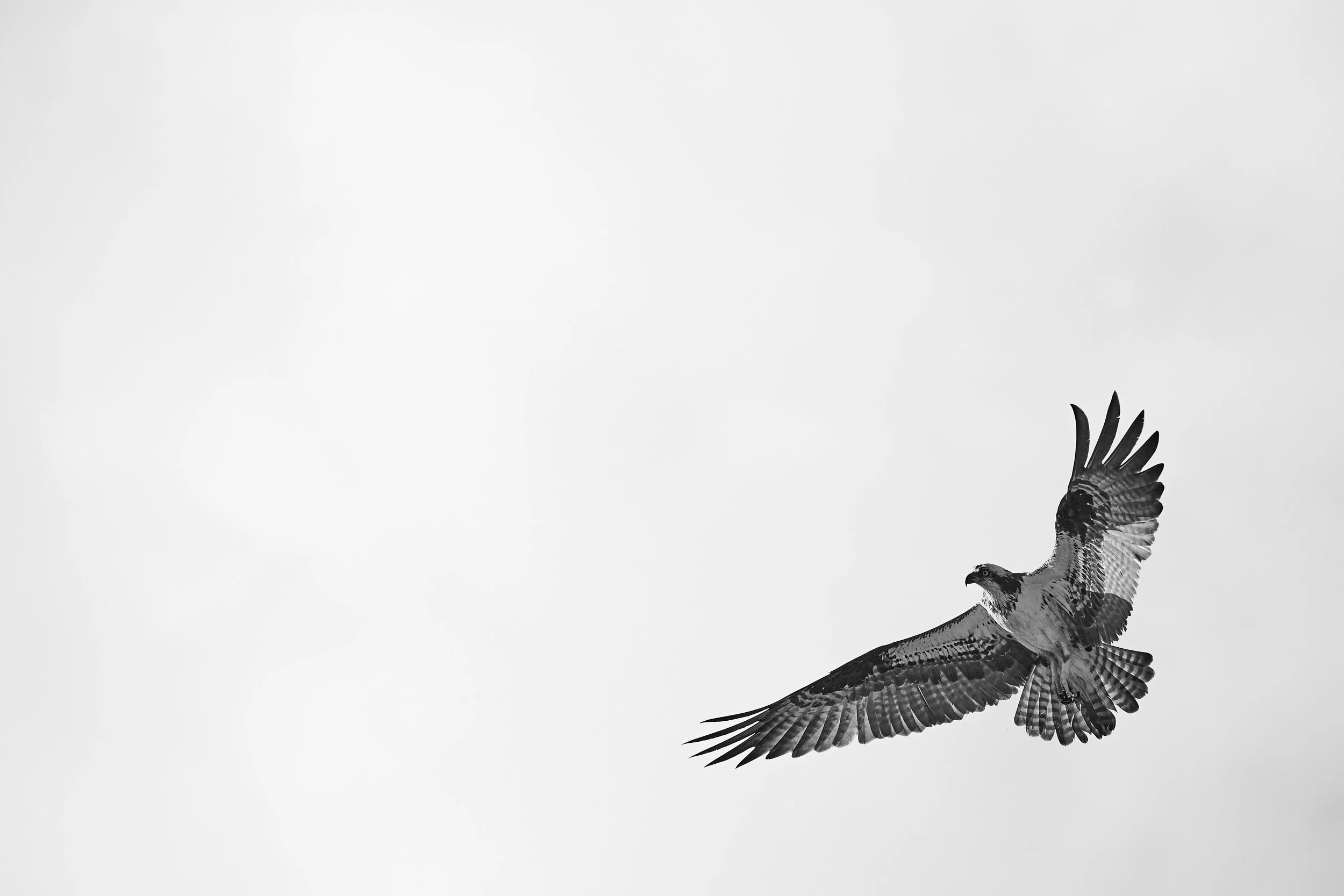 Osprey - 2018 - #871