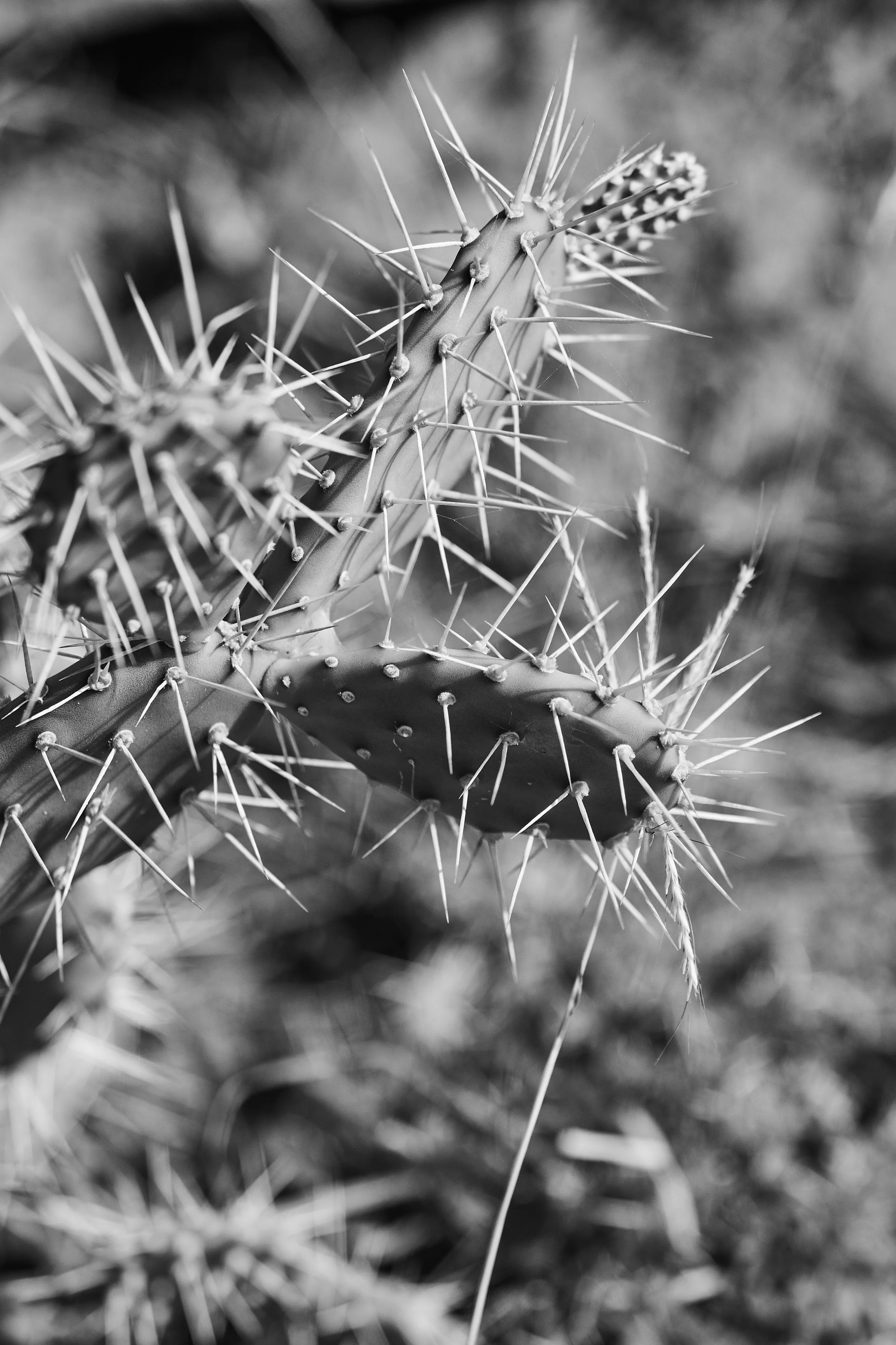 Cactus - 2018 - #556
