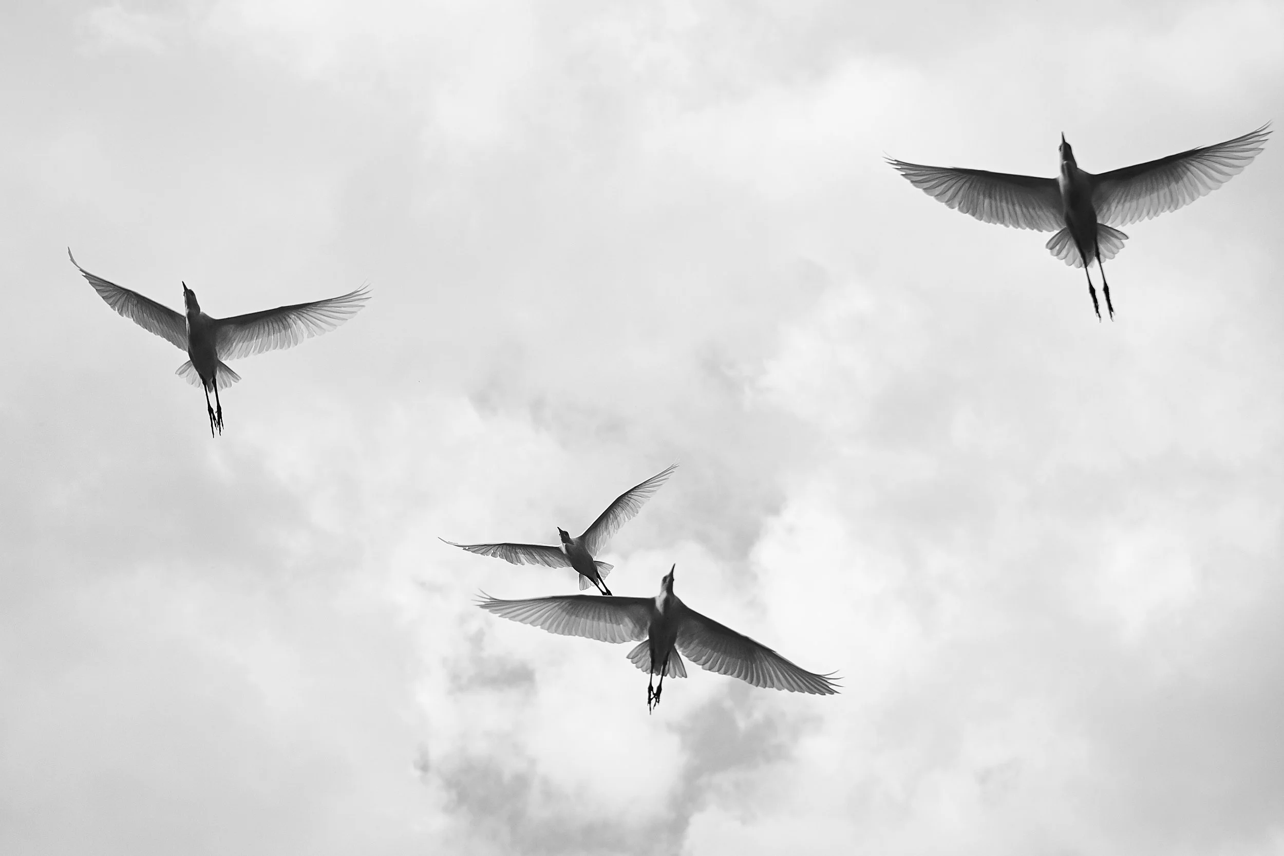 Snowy Egret - 2014 - #457