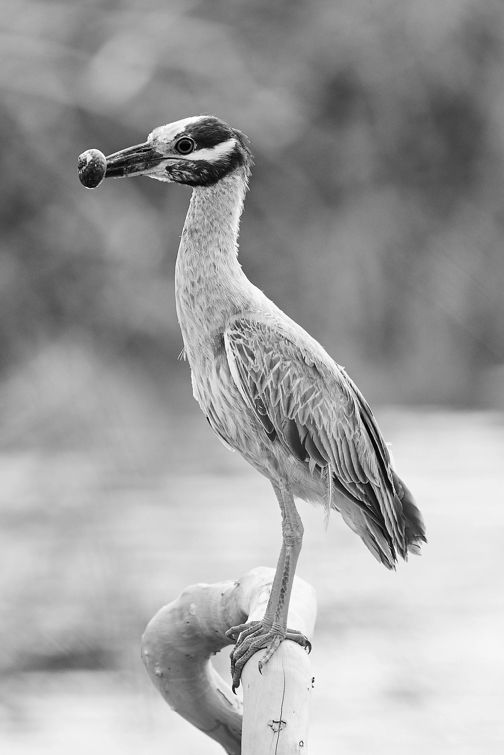 Crabier Bois - 2012 - #069