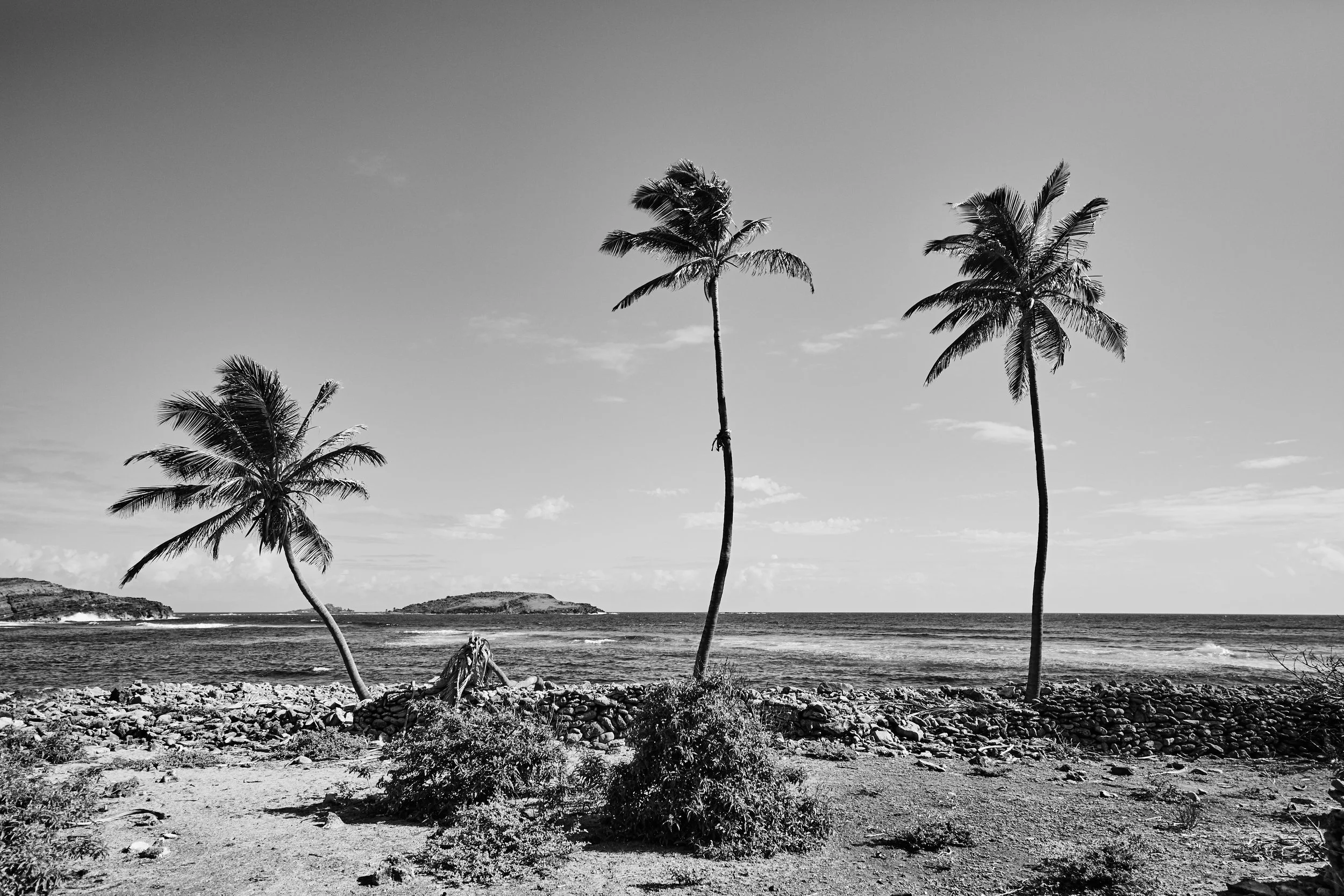 Palm Tree - 2014 - #090