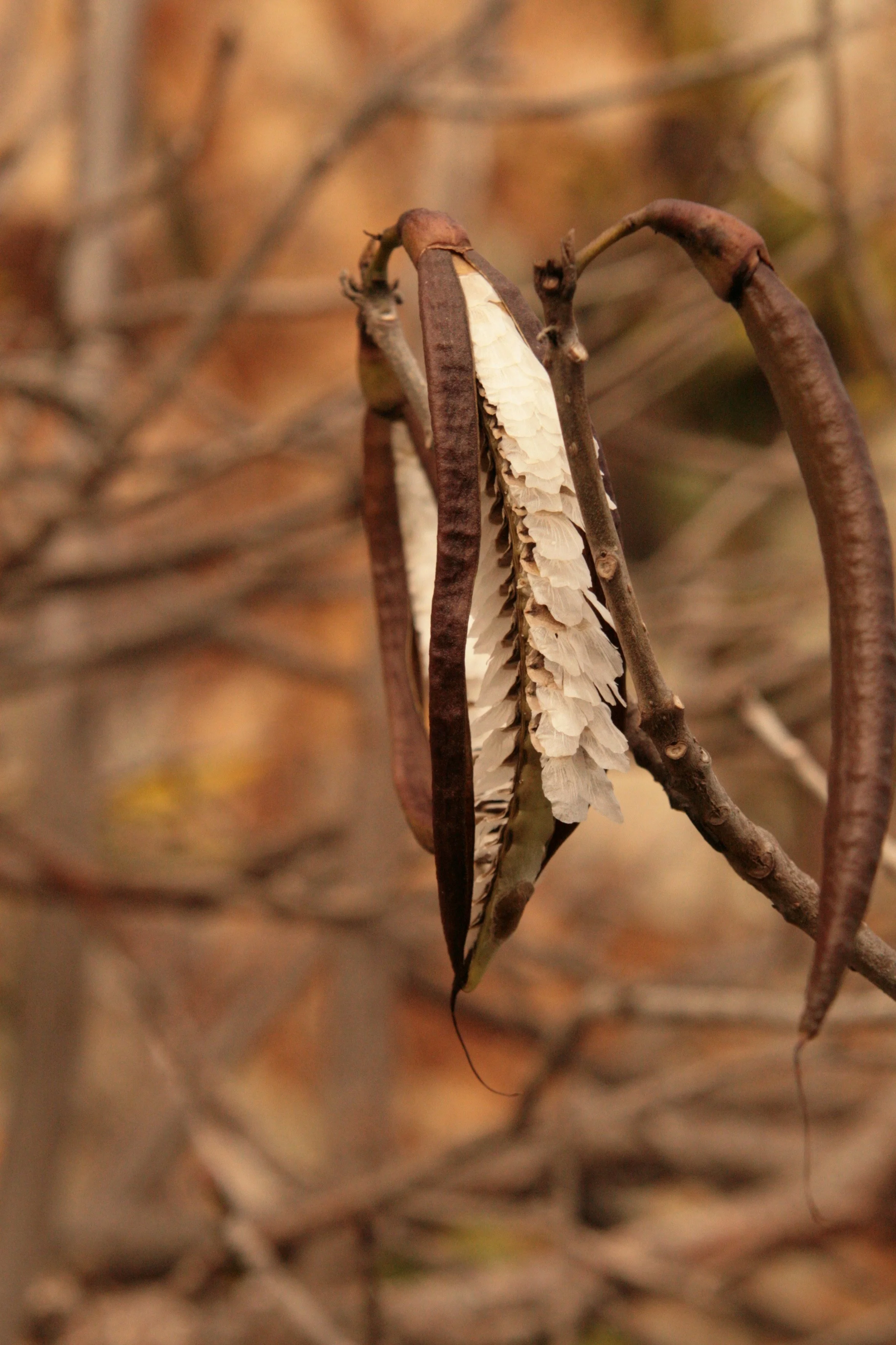 Close-up of a dried seed pod hanging from a branch, with a blurred background of fall foliage.