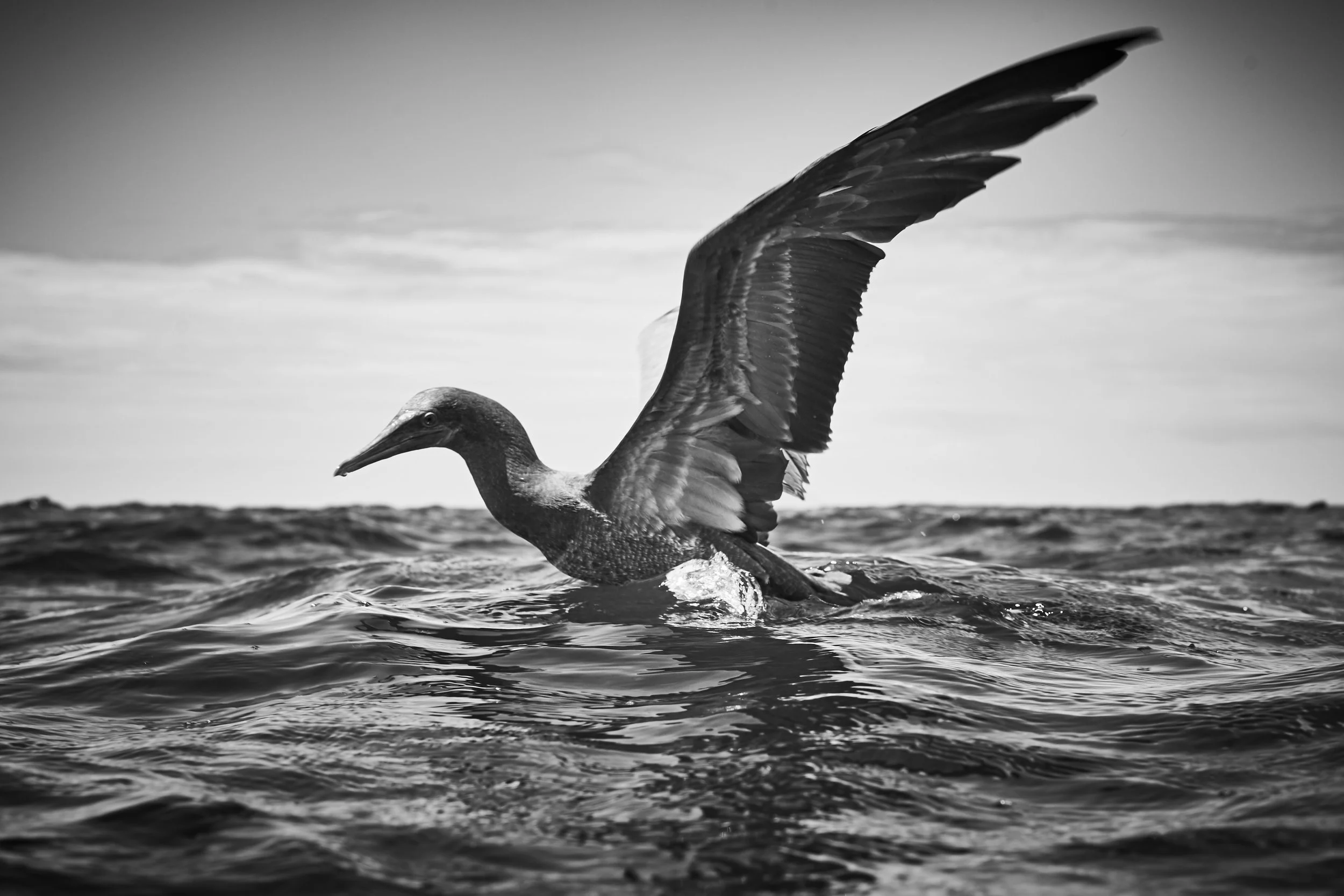 Brown Booby - 2014 - #699