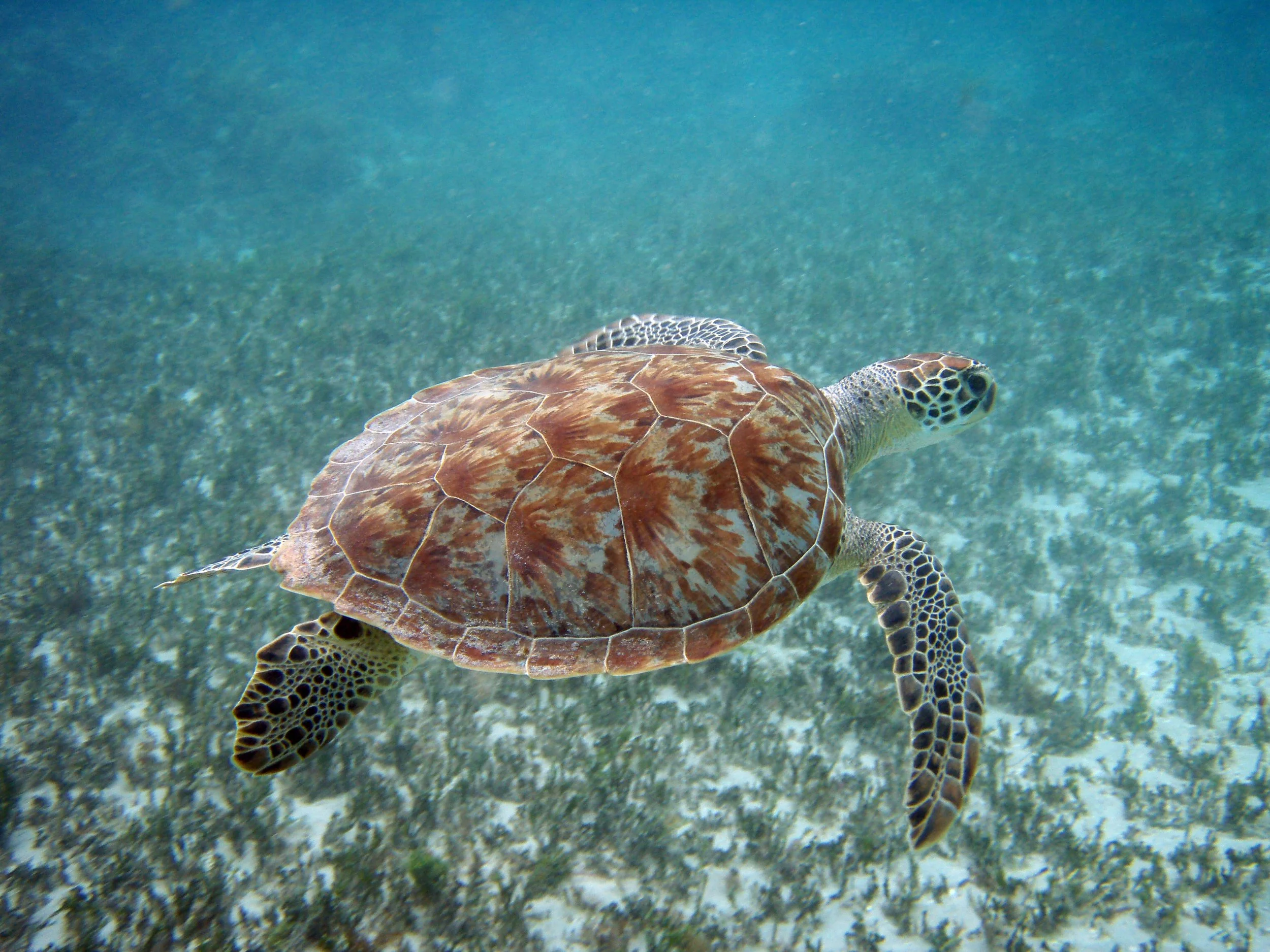A sea turtle swimming underwater in a clear ocean with a sandy and rocky ocean floor.