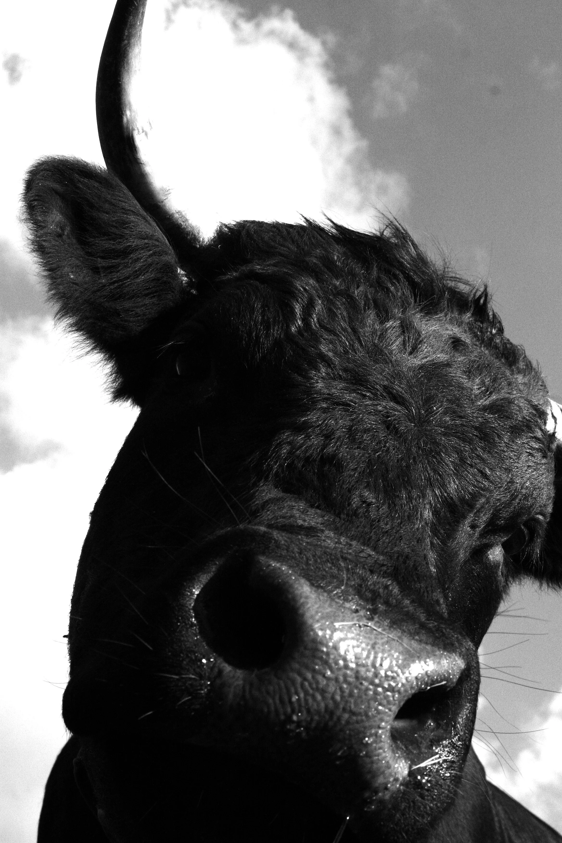 Close-up black and white photo of a cow's face, focusing on its nose and ear, with clouds in the background.