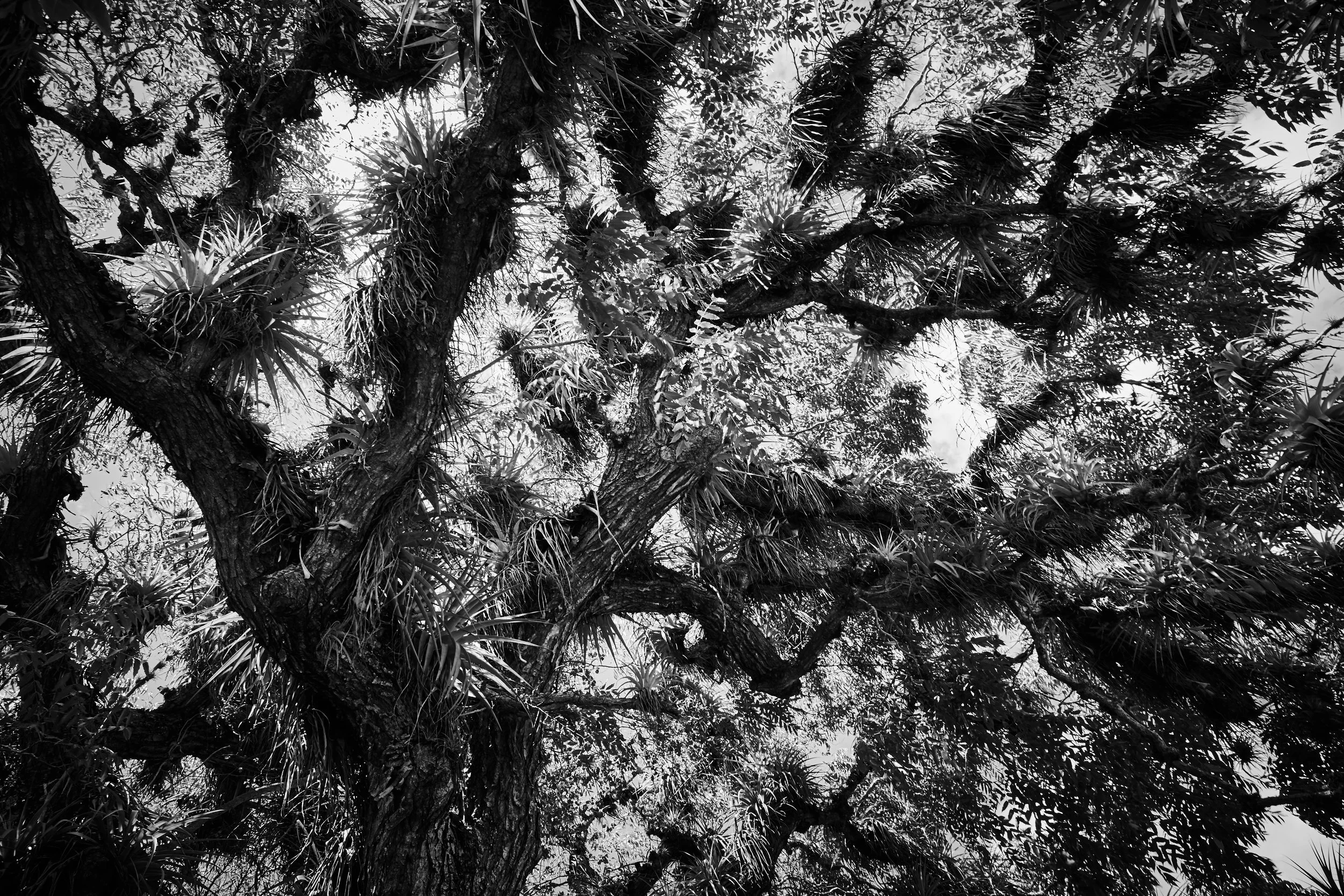 Tree - 2013 - #052
