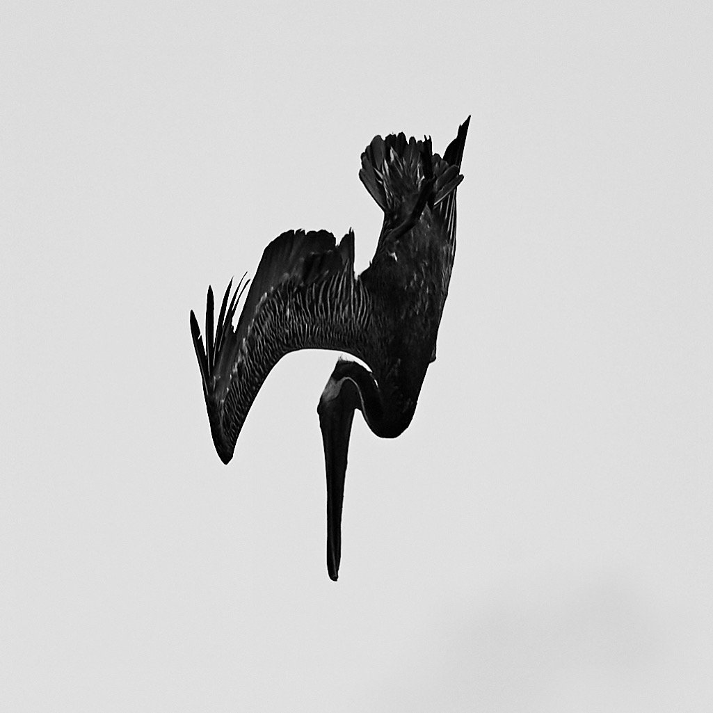 Pelican - 2013 - #444