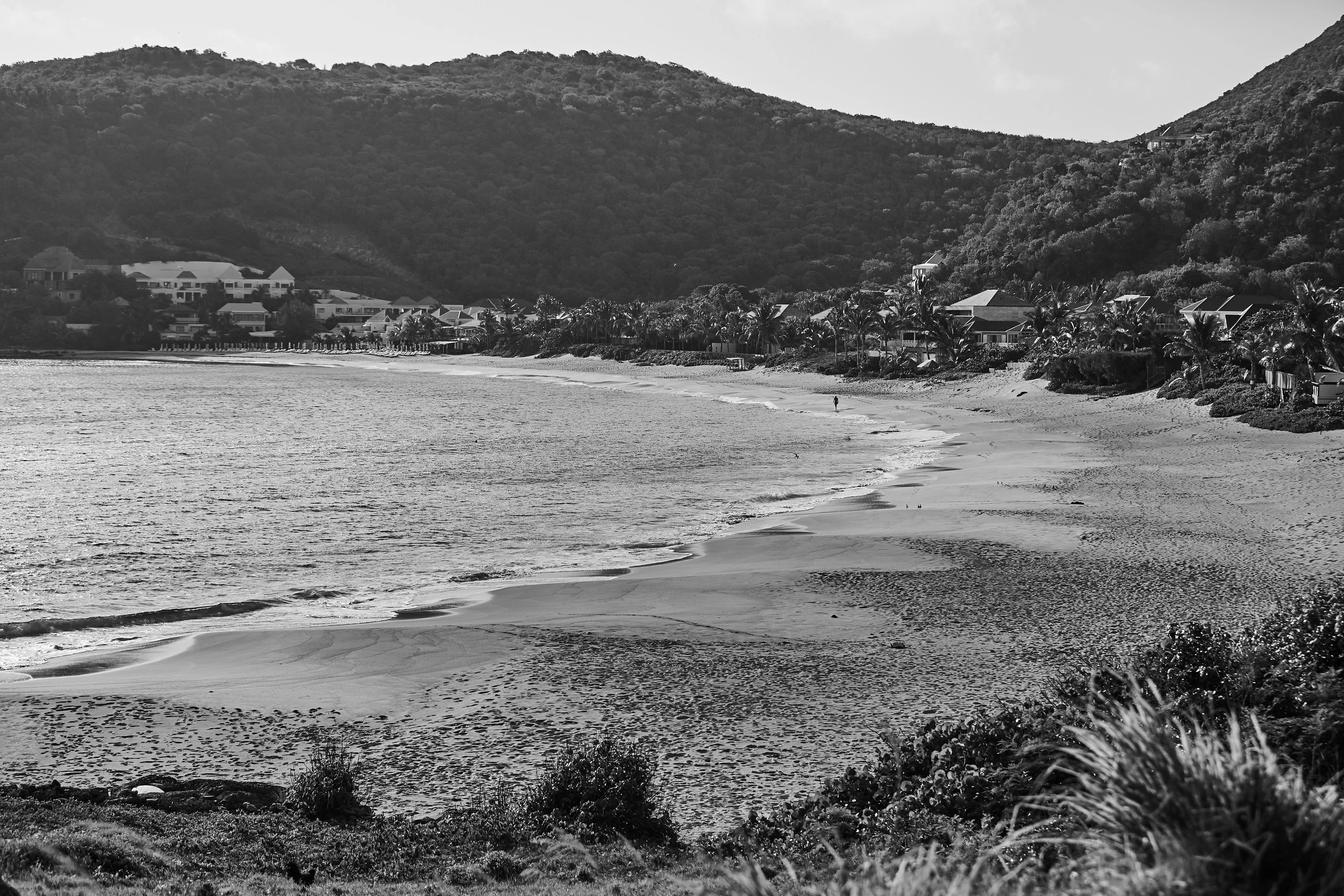 Flamand - 2017 - #754