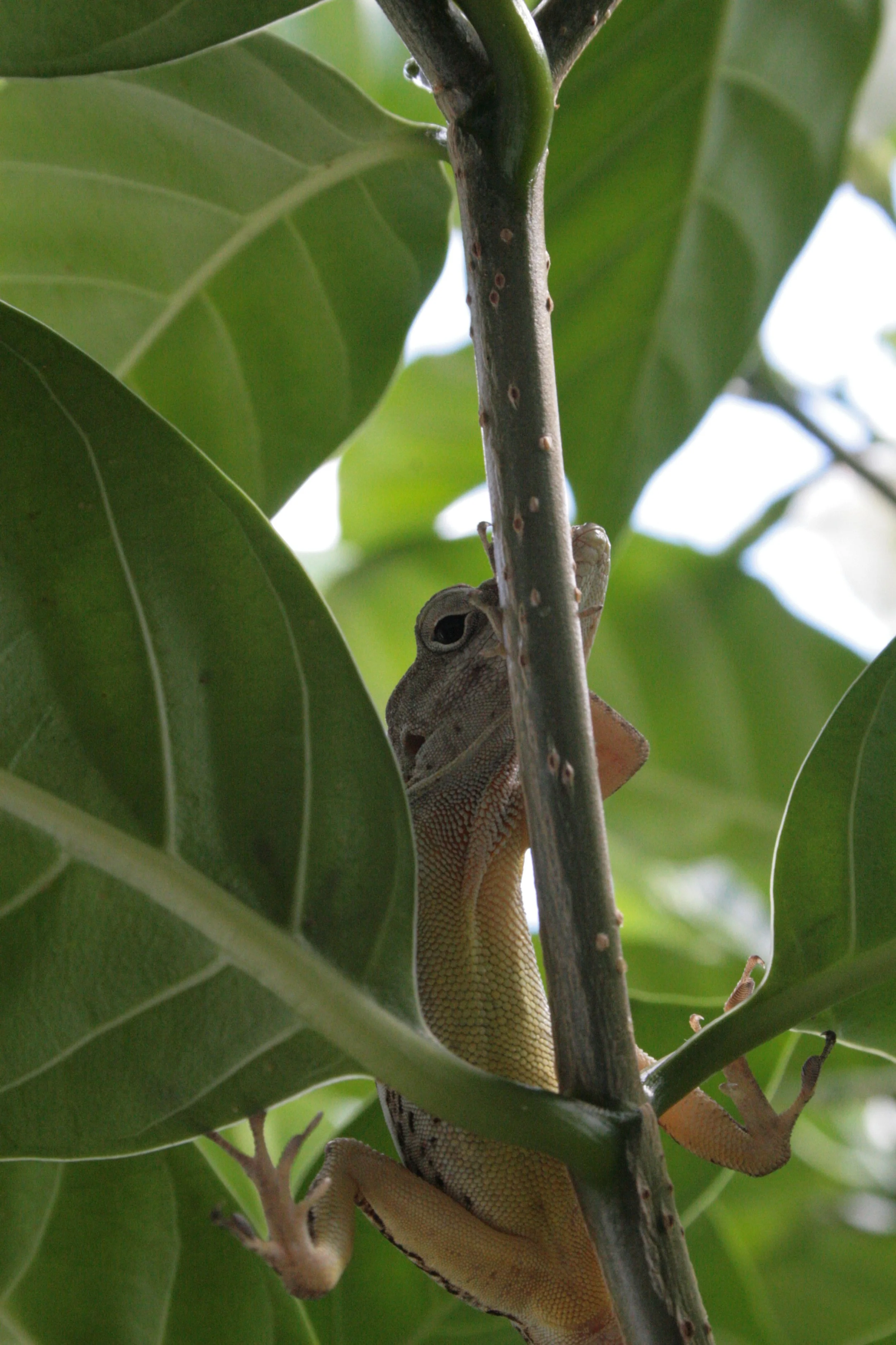 A young gecko peeking out from behind a tree branch surrounded by green leaves.