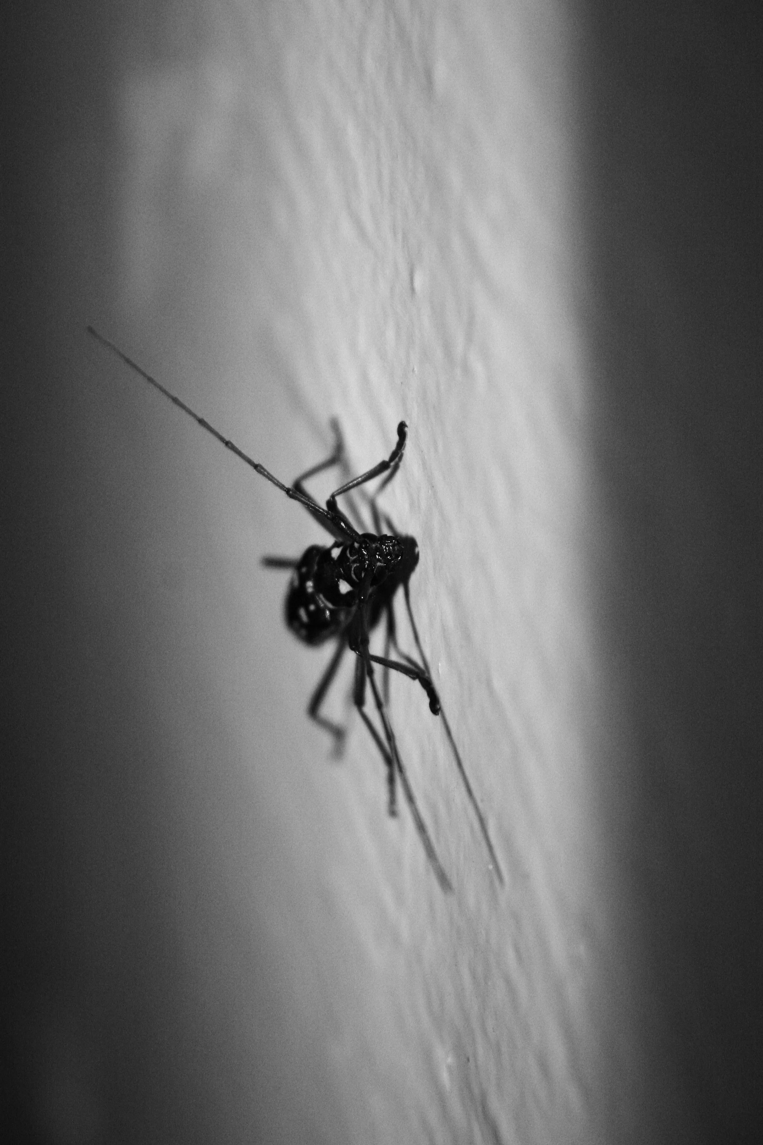 Black and white photo of a spider on a wall, viewed from the side.