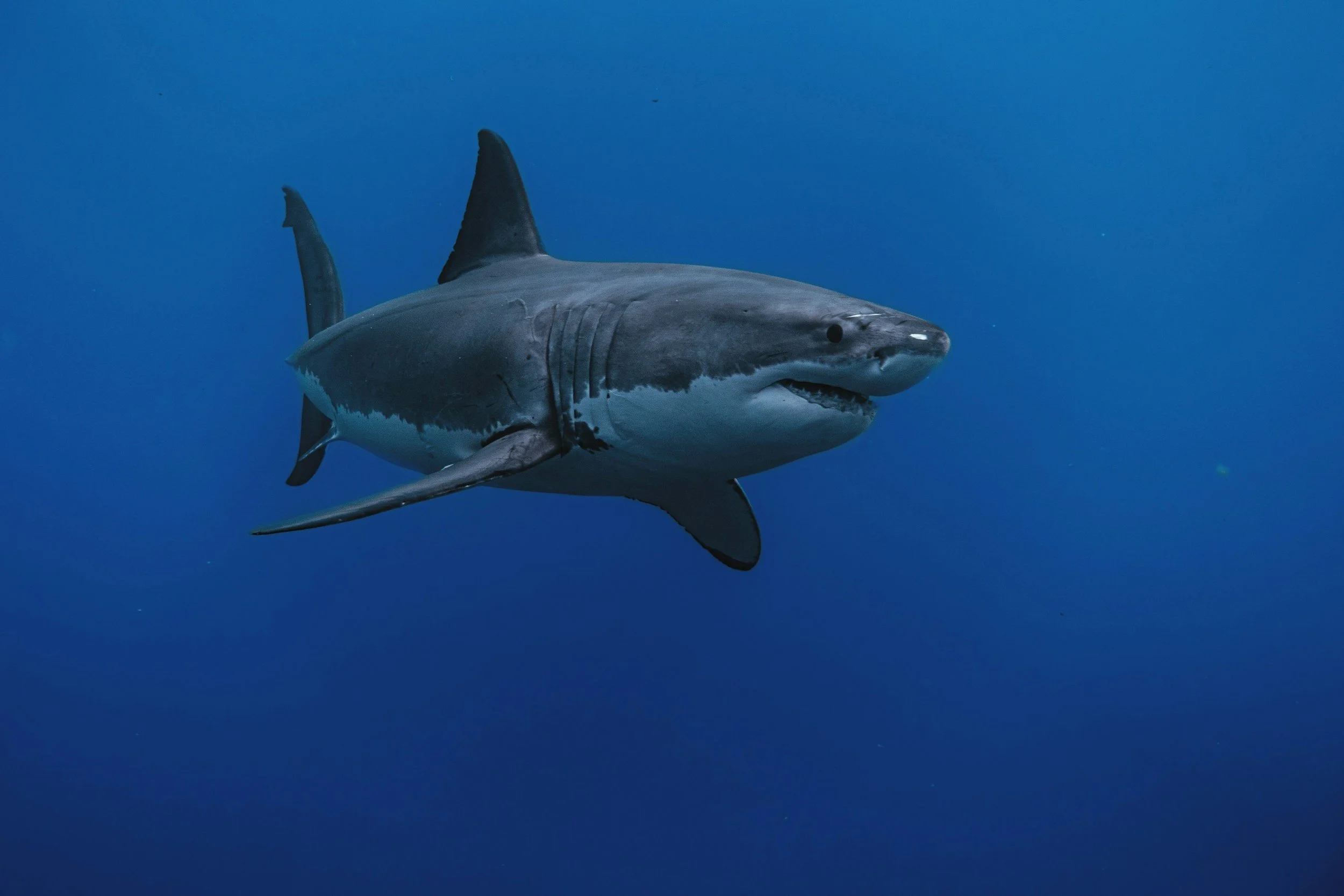 a great white shark gracefully swimming in the big ocean