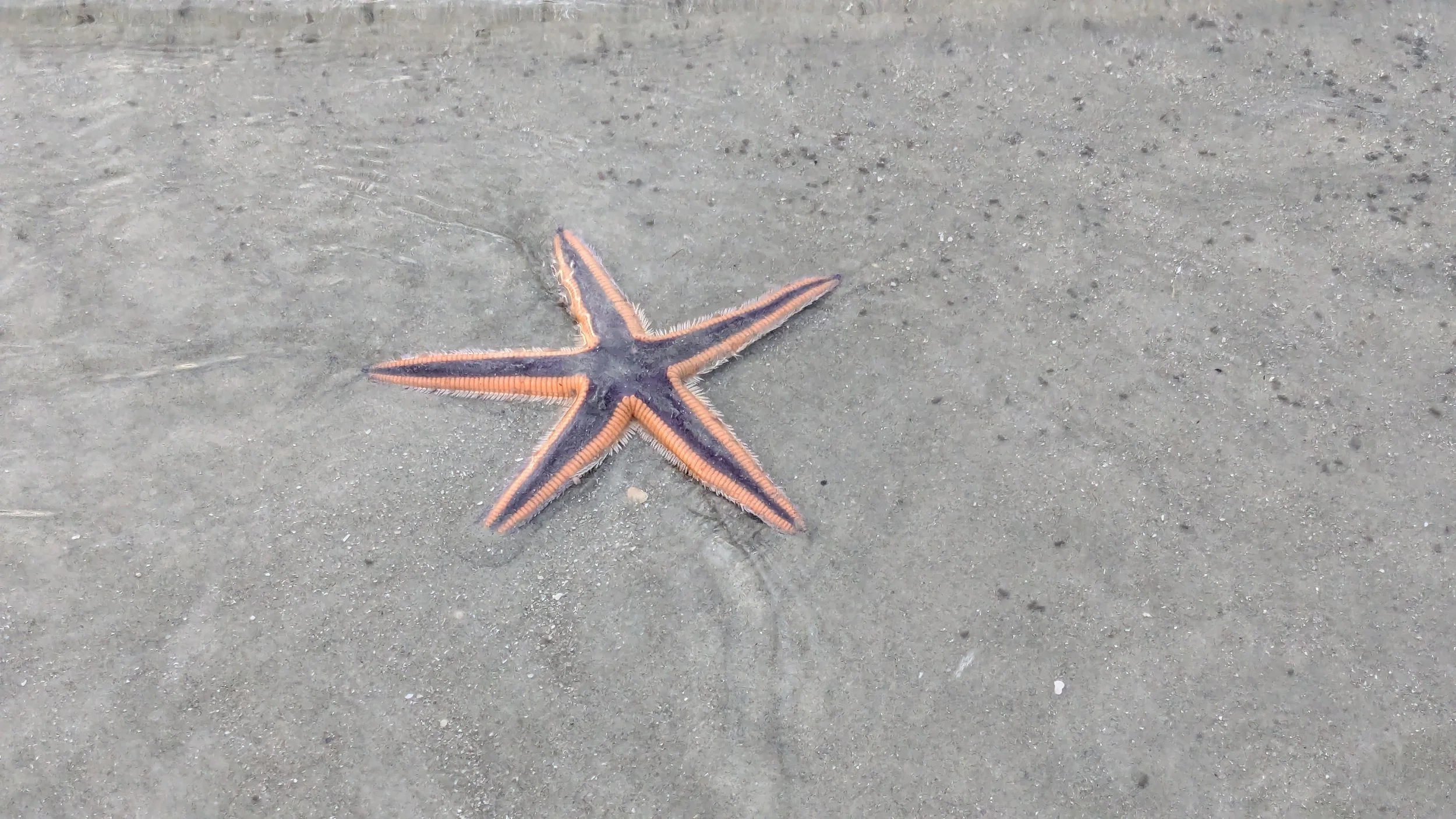 Winter at Cherry Grove Point: Quiet Beaches, Oceanfront Views, and a Different Kind of Getaway