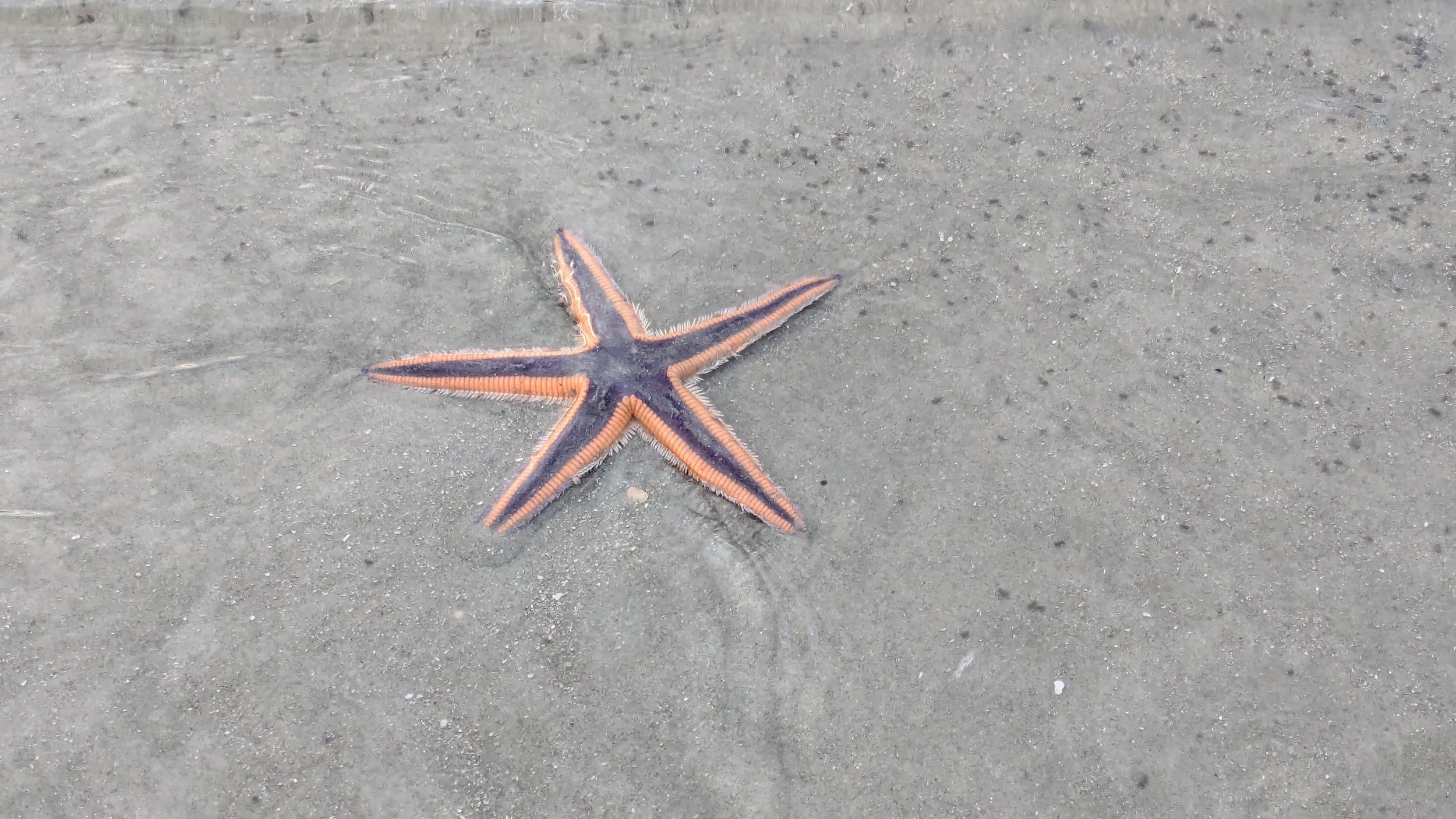 Starfish spotted during low tide at Cherry Grove Point, just steps from Oceans Edge.