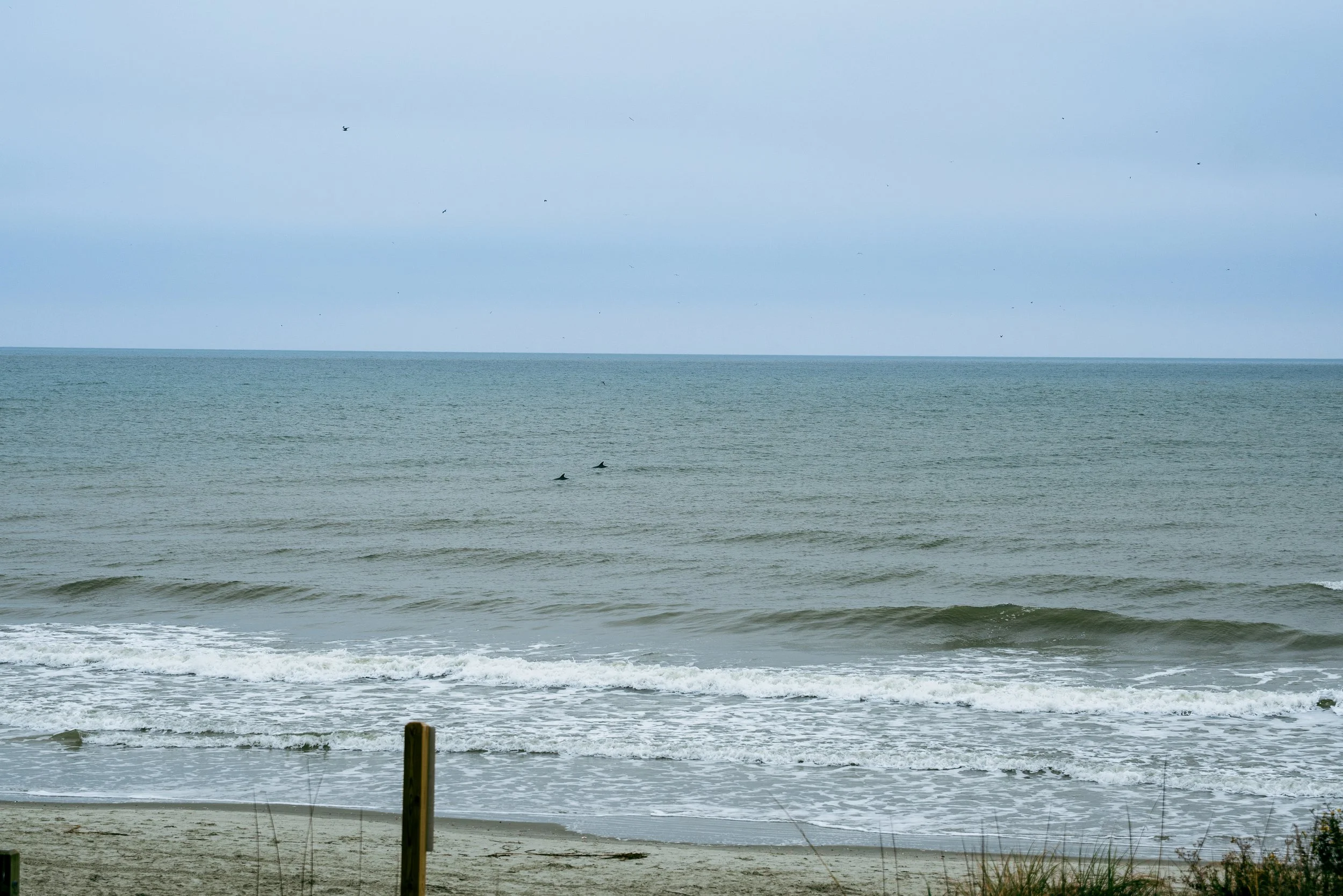 From the beach in front of the building, you can often spot dolphins cruising by – a little bit of surprise magic for your morning or evening walks.
