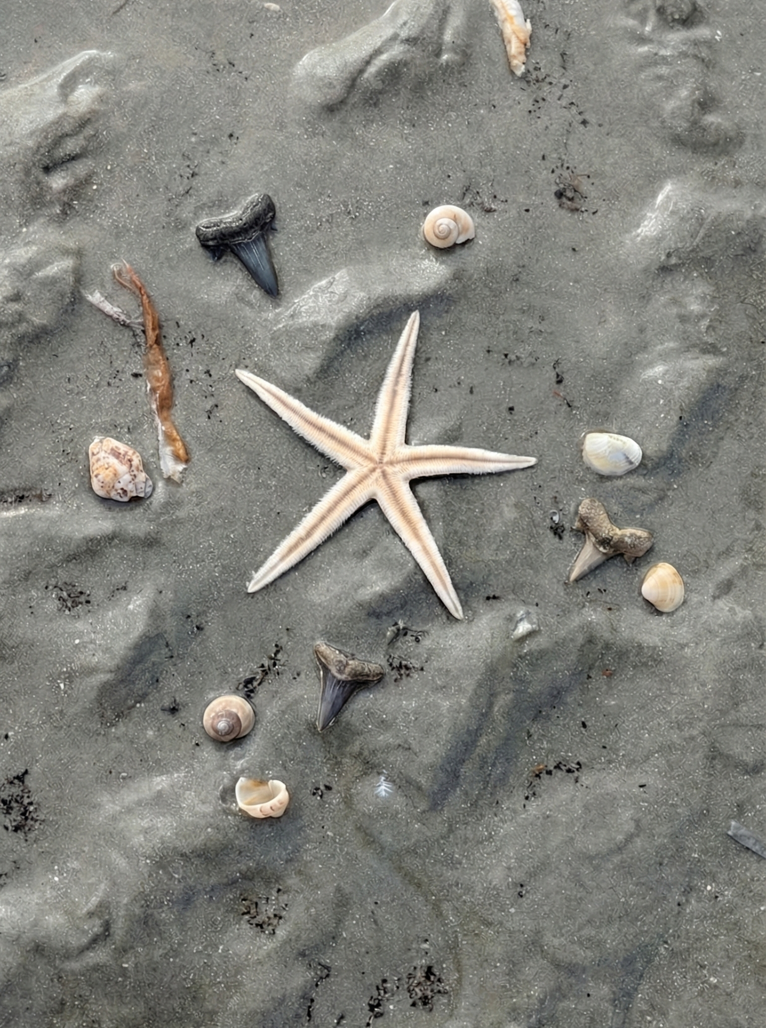 A starfish on sandy beach surrounded by seashells, small rocks, and marine debris.