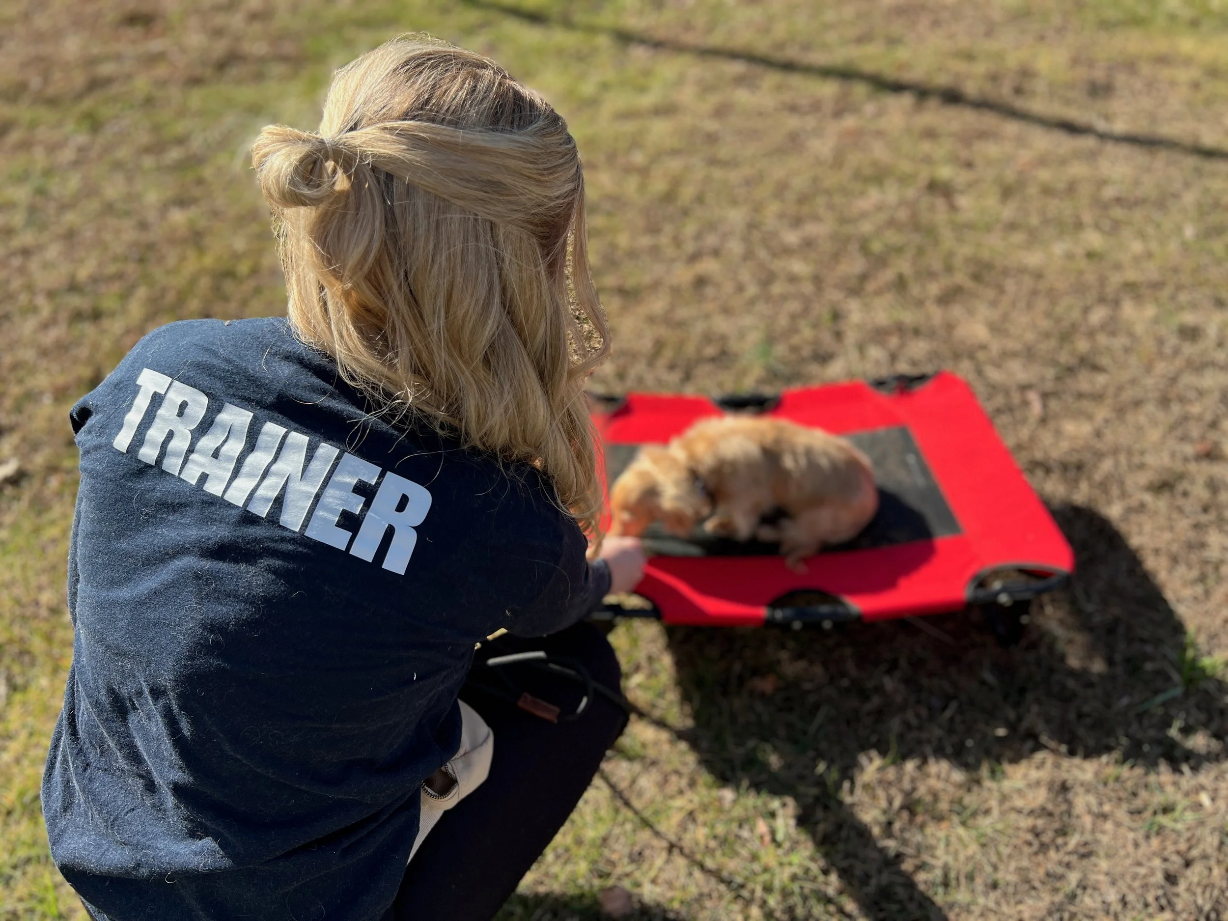 When Should You Start Training Your Puppy?