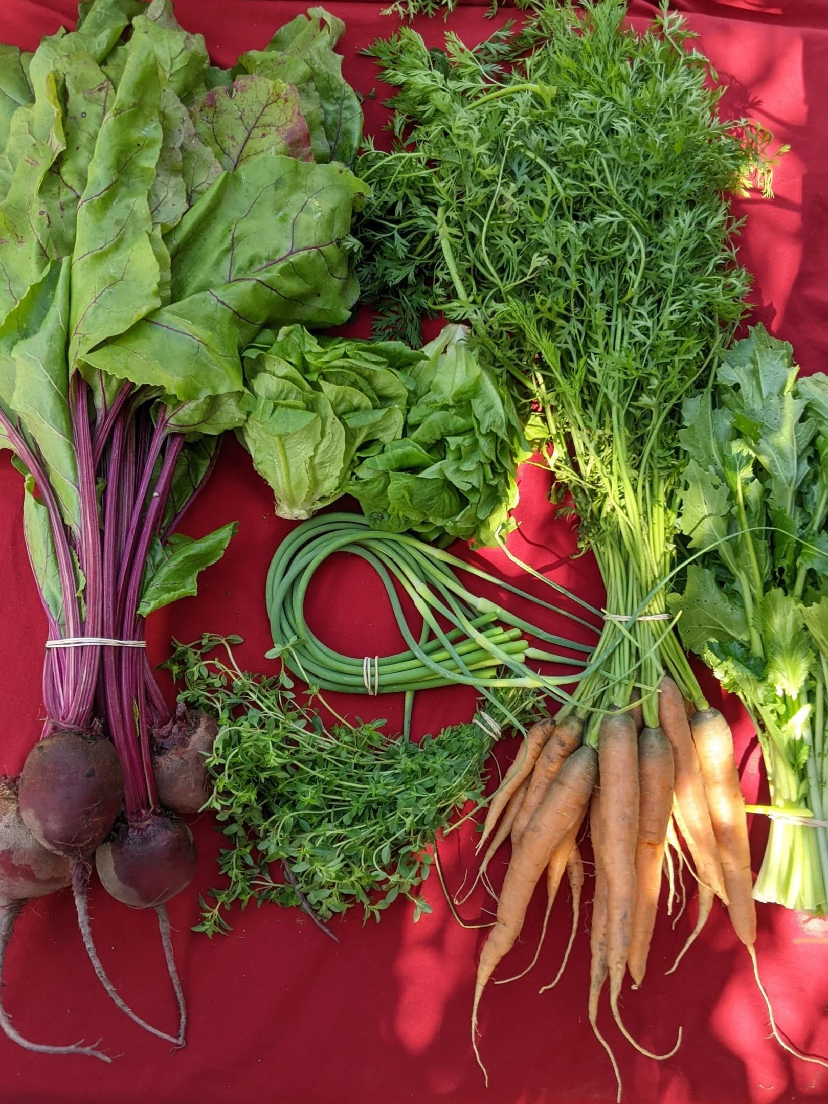 Small CSA share with beets, carrots, lettuce, bunched greens, thyme and garlic scapes