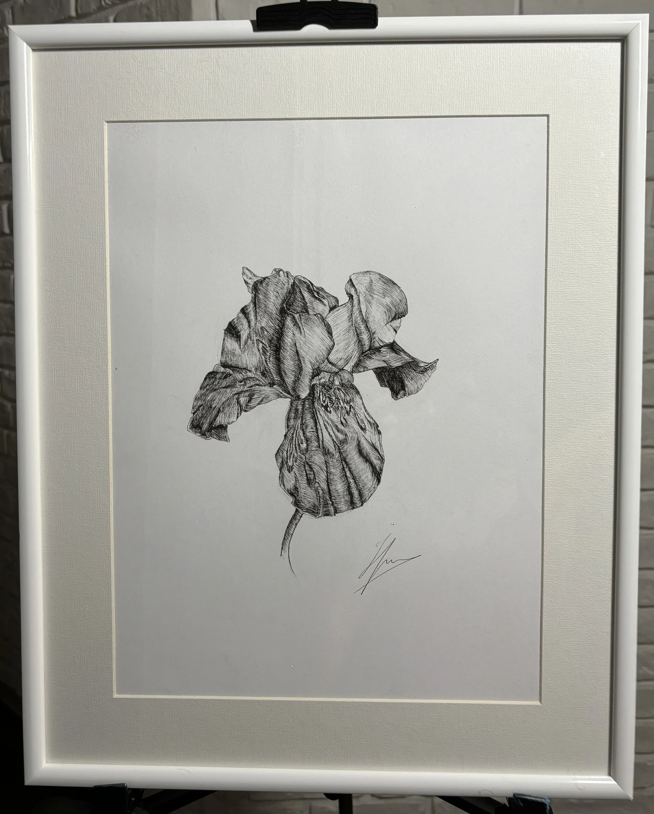 A black and white sketch of a flower, possibly a rose, on white paper framed with a white mat and black clips at the top.