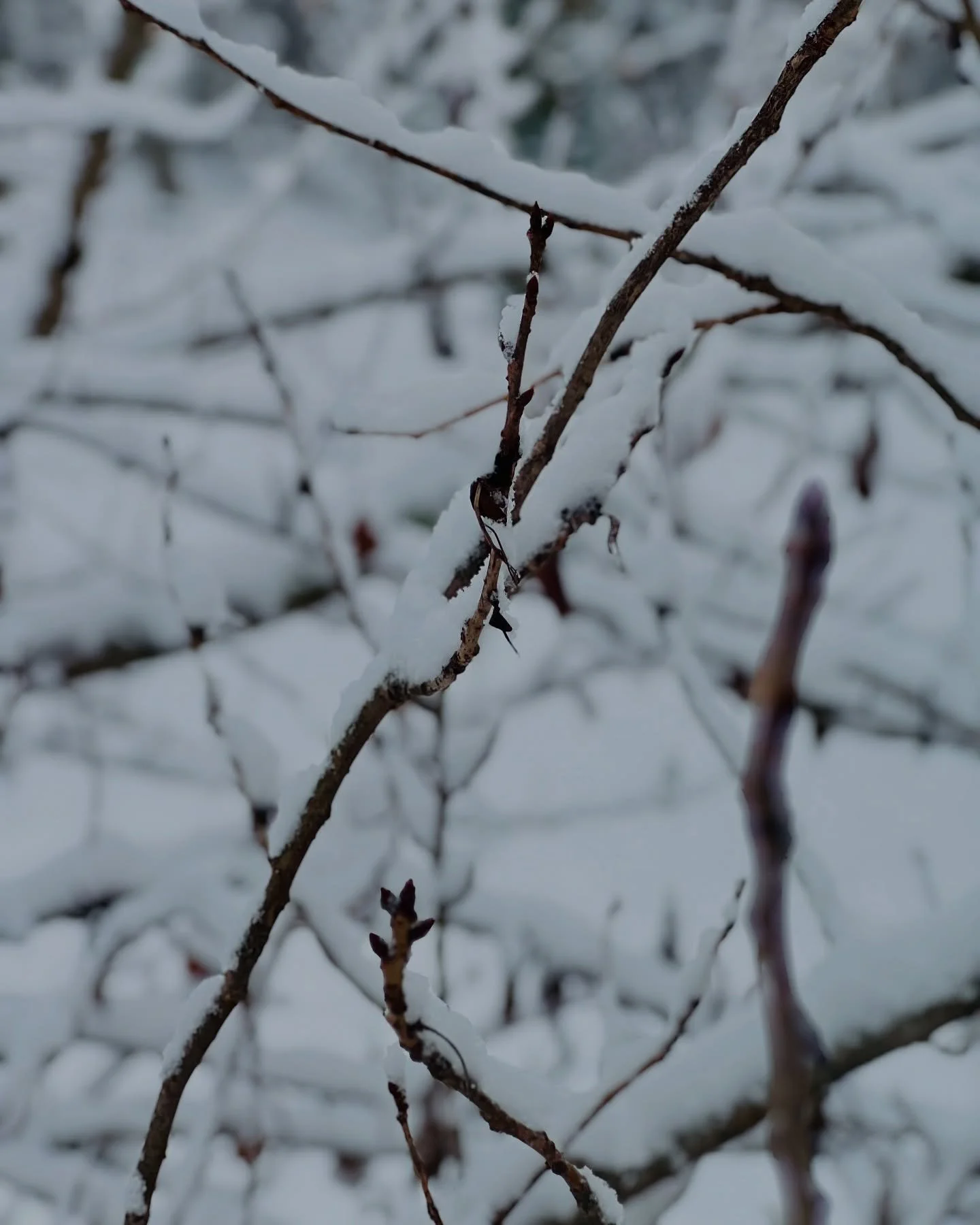 Waking up to a winter wonderland in Long Island ❄️✨ The first (real) snow of the season made for the perfect white Christmas scene!

#LongIslandWinter #WhiteChristmas #SnowDayMagic #WinterInNY #IslandLife #HolidayVibes #ScenicLongIsland #SnowyMorning