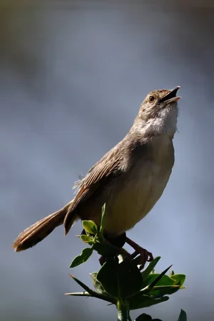 A bird perched on a branch with water in the background.