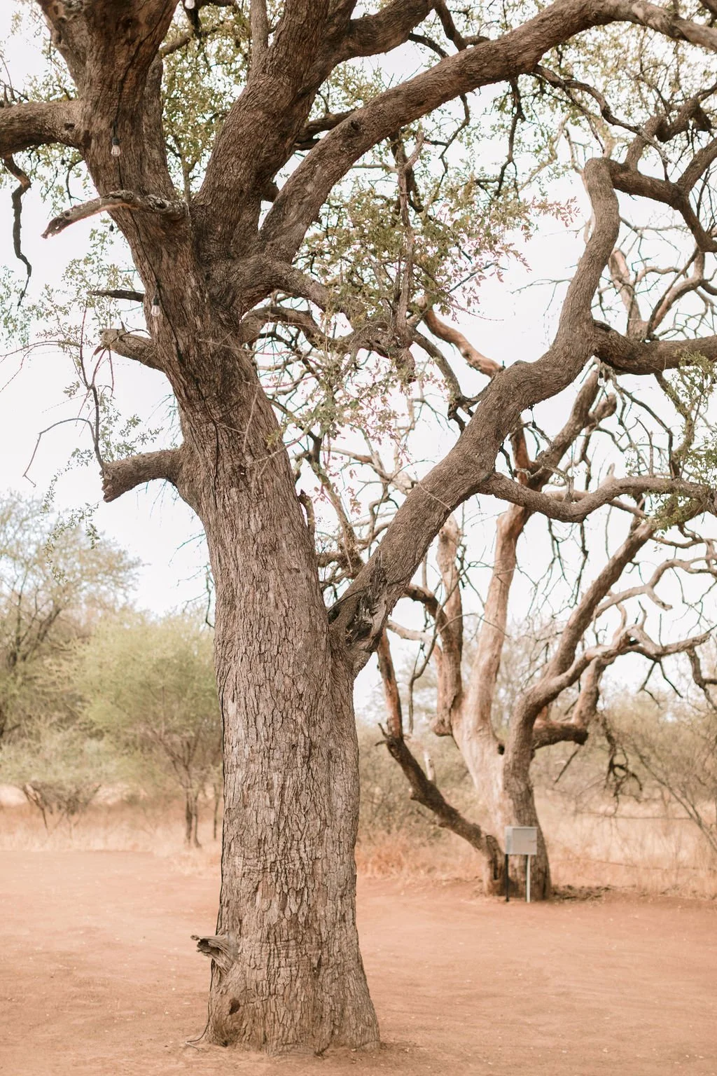 A large, leafless tree with textured bark and twisting branches stands in a dry, sandy landscape with sparse vegetation.