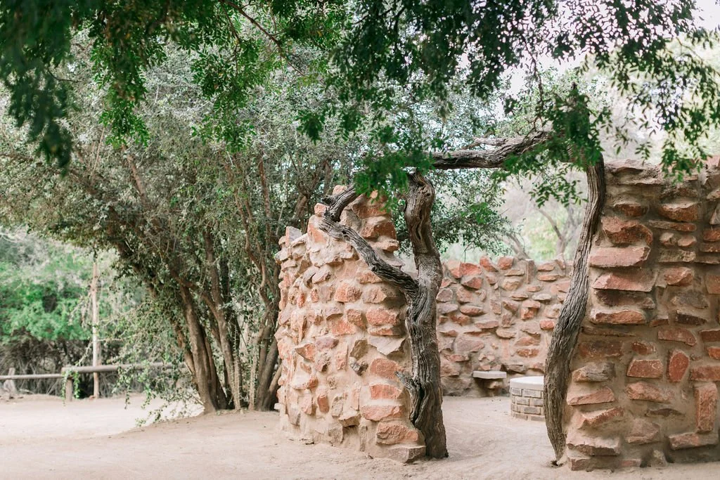 A rustic outdoor scene with desert trees, a stone wall, and a natural tree branch archway.