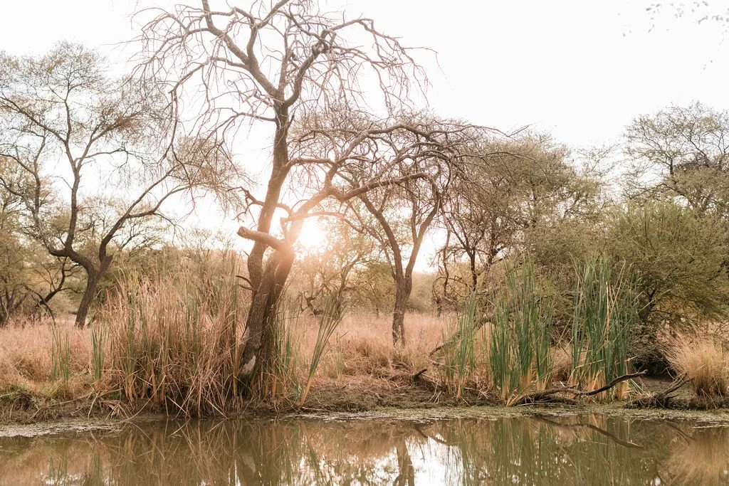 A natural landscape featuring leafless trees, tall grass, and a small body of water with reflections, with the sun setting behind the trees.
