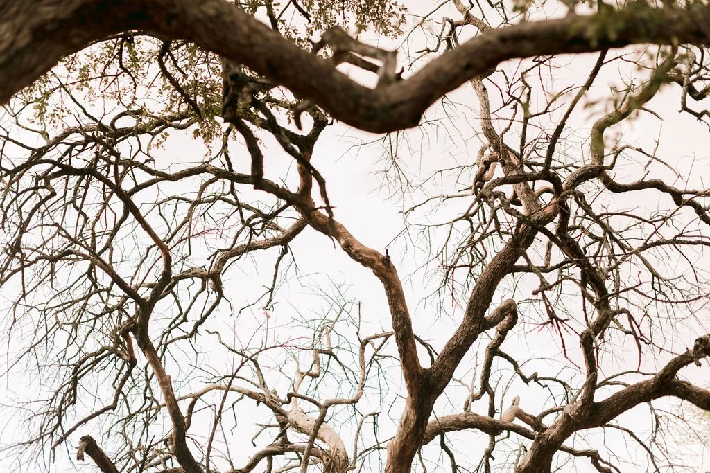 Close-up view of leafless tree branches against the sky.