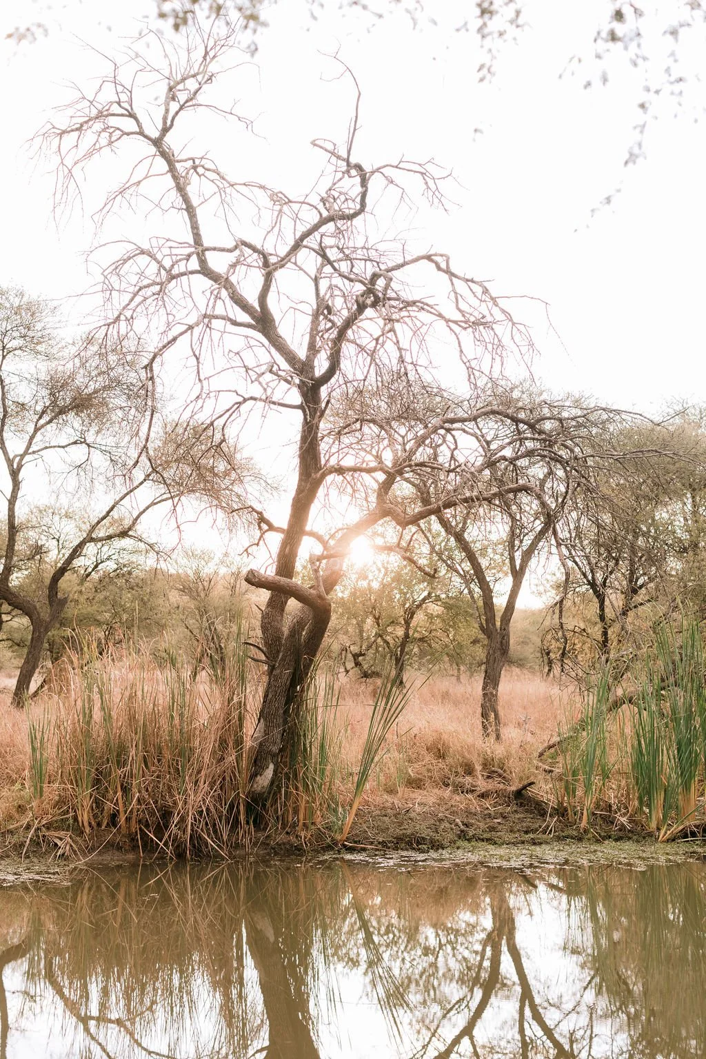 A serene landscape featuring a leafless tree by a calm water body with tall grasses and other leafless trees in the background, sunlight shining through the trees during sunset or sunrise.