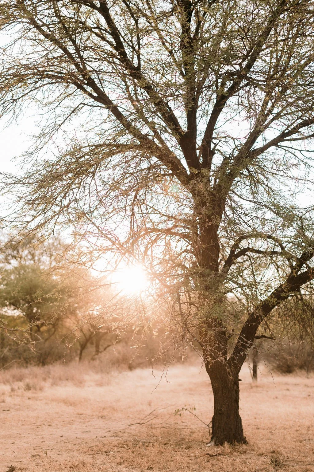 A leafless tree with a thick trunk standing in a dry field during sunset, with the sun visible behind the branches.