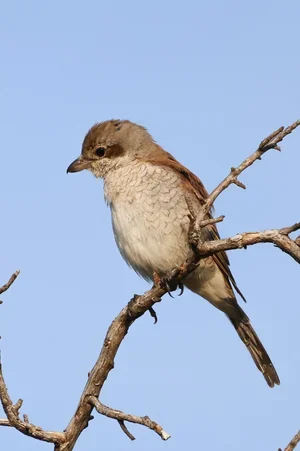A small bird perched on a bare tree branch against a blue sky.