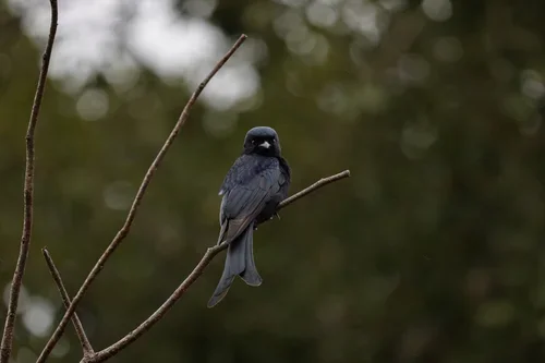 A black bird perched on a thin branch with a blurred green background.