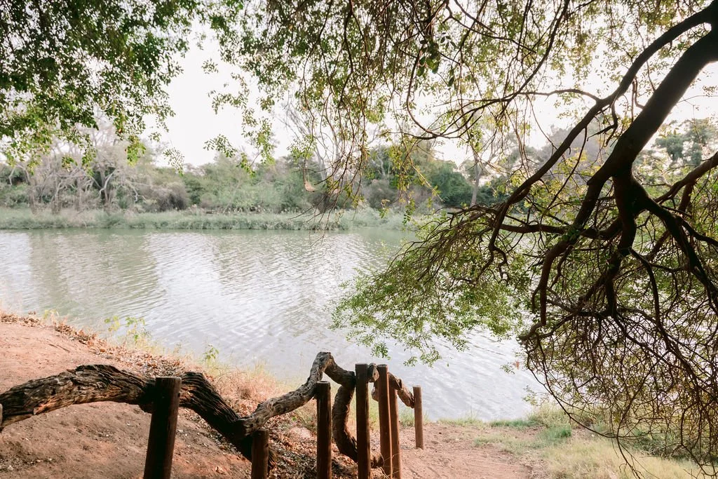 A calm river with ripples, surrounded by trees and foliage, viewed from a shaded riverbank with roots and a rustic wooden handrail in the foreground.