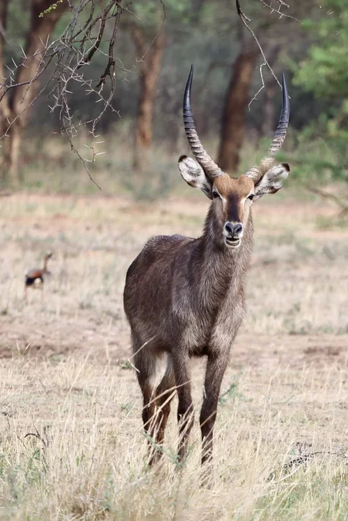 A close-up of a kudu antelope standing in a grassy area with trees in the background.