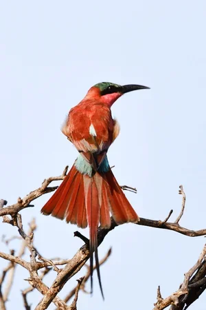 A vibrant red bird with a long, curved beak perched on a leafless branch against a light sky background.