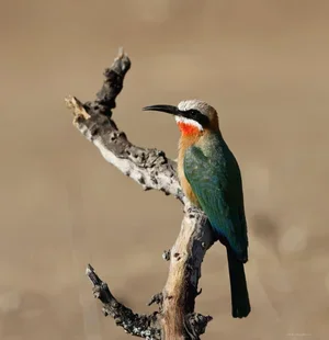 A bird with colorful plumage perched on a branch in a natural setting.
