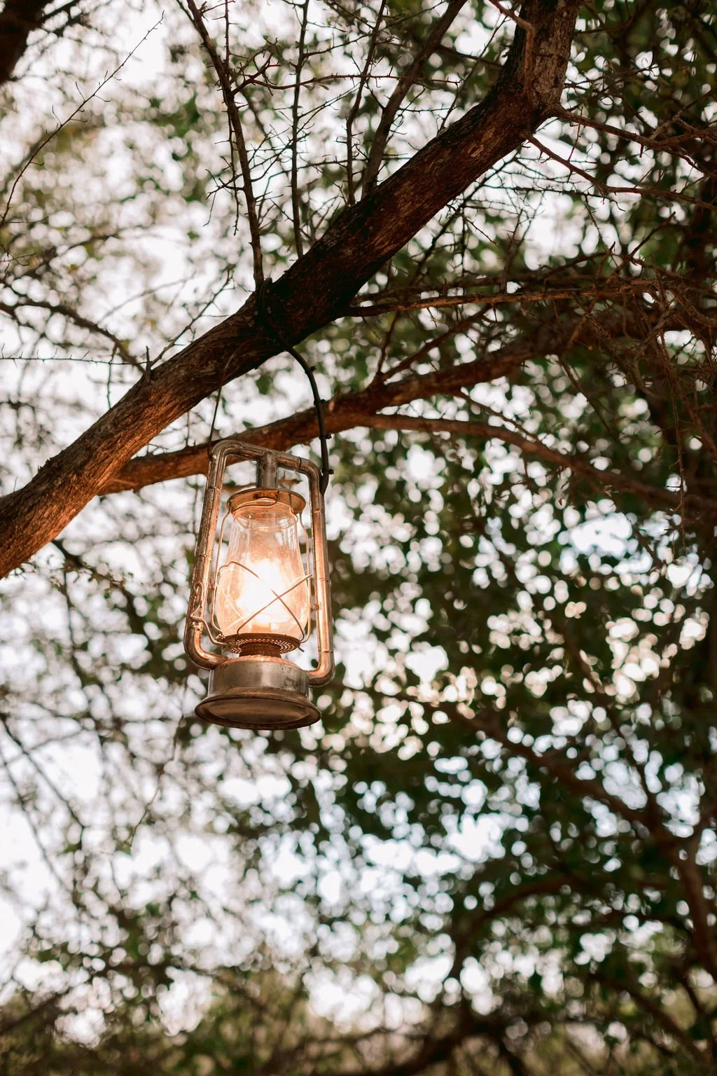 An old-fashioned lantern hangs from a tree branch in a wooded area, glowing softly amid dense foliage.