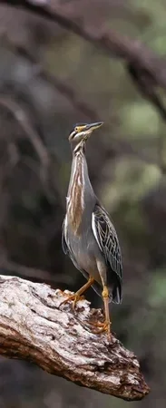 A heron standing on a tree branch, with a blurred natural background.