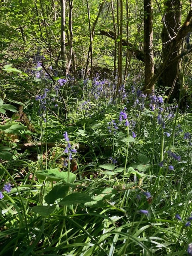 Wild blue flowers growing in a forest with tall trees and dense greenery.