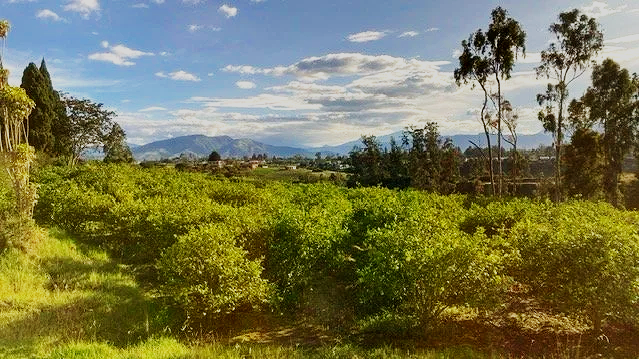 A lush green field with rows of crops, trees along the horizon, and mountains in the distance under a partly cloudy sky.