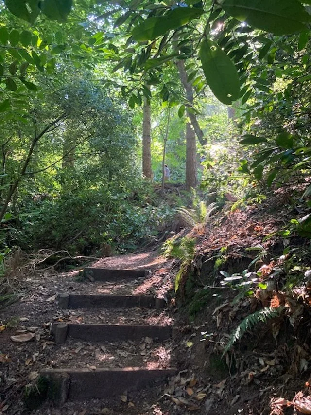 A dirt trail with wooden steps surrounded by dense green forest and sunlight filtering through the trees.
