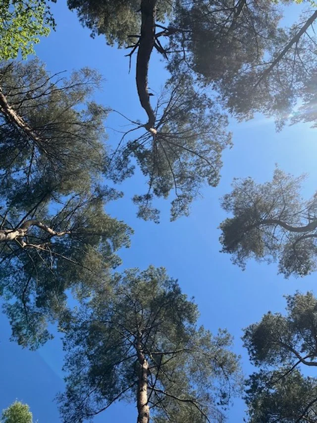 Looking up at tall pine trees against a clear blue sky.