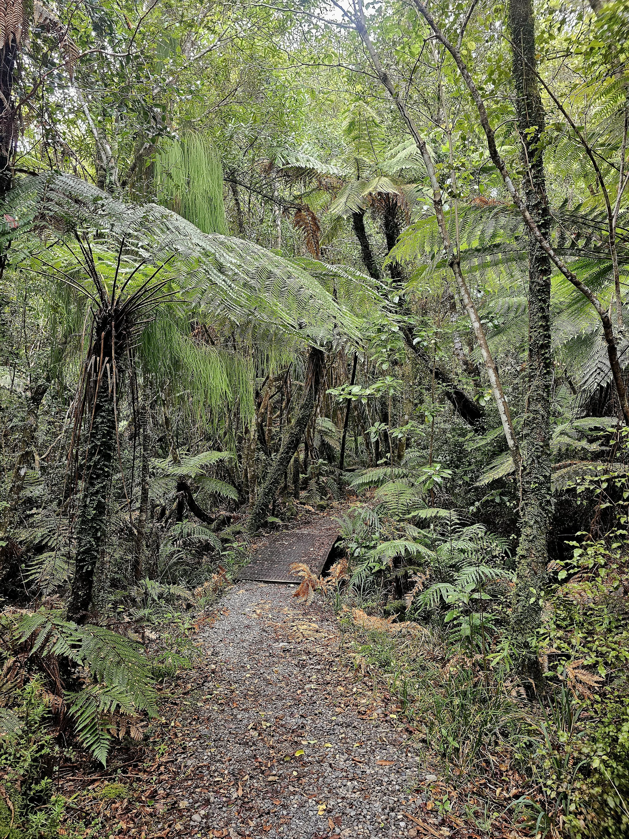 A narrow dirt trail winds through a lush, green rainforest dense with palm trees, ferns, and other tropical plants. Photographed on "The Old Ghost Road" near Seddonville.