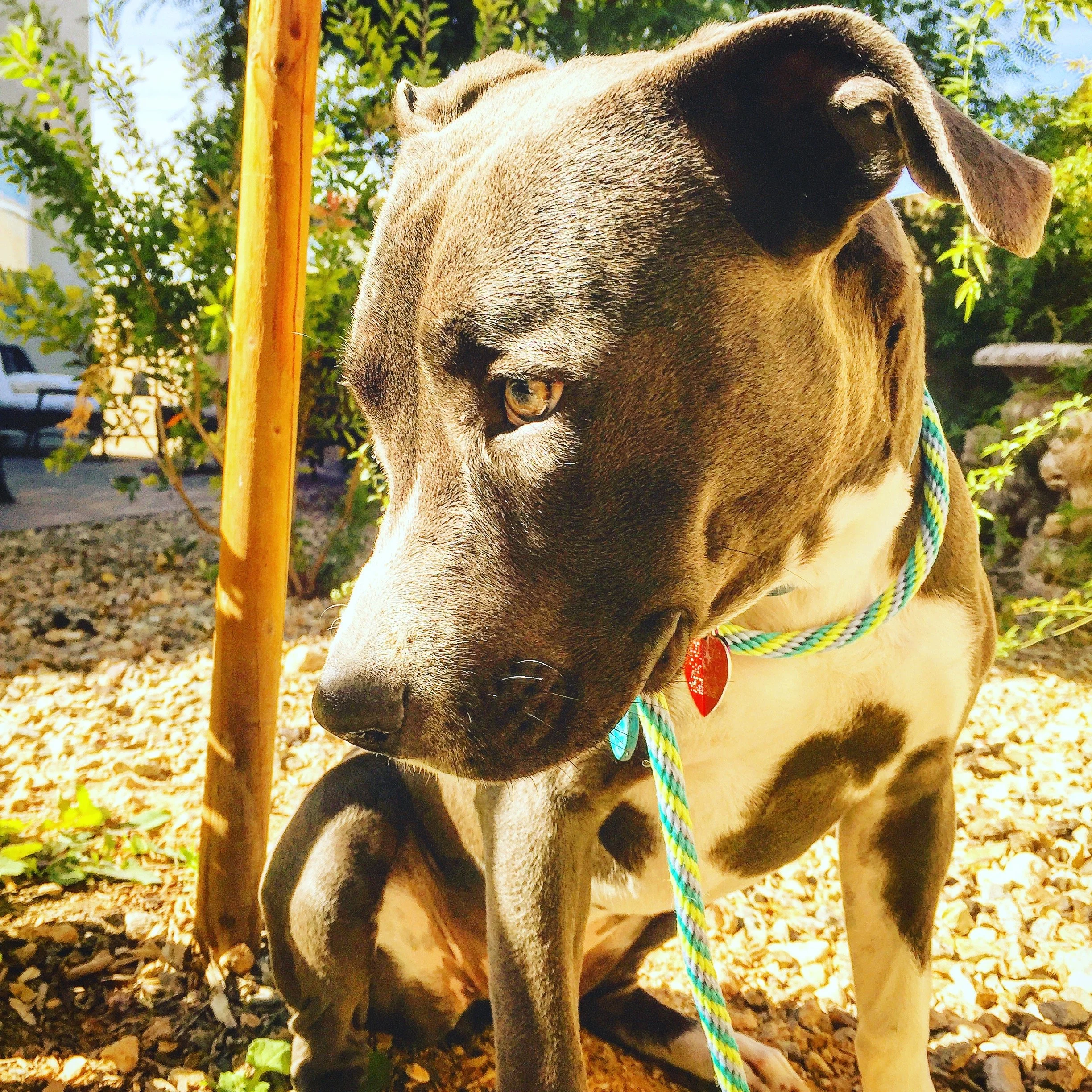 " Sage the pit bull sunbathing in the backyard Add a lime canine"