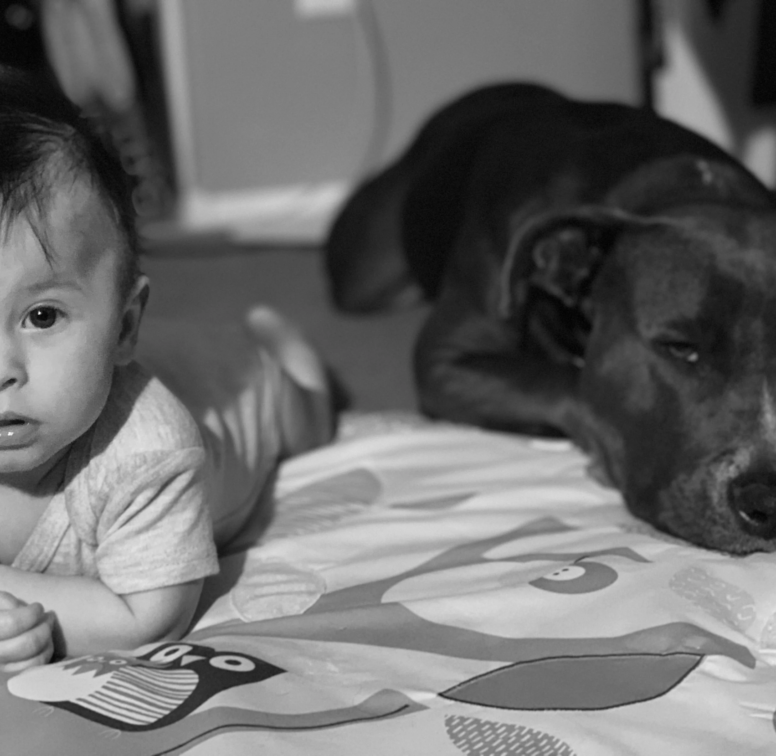 " Sage the pit bull overseeing belly time with Zy"