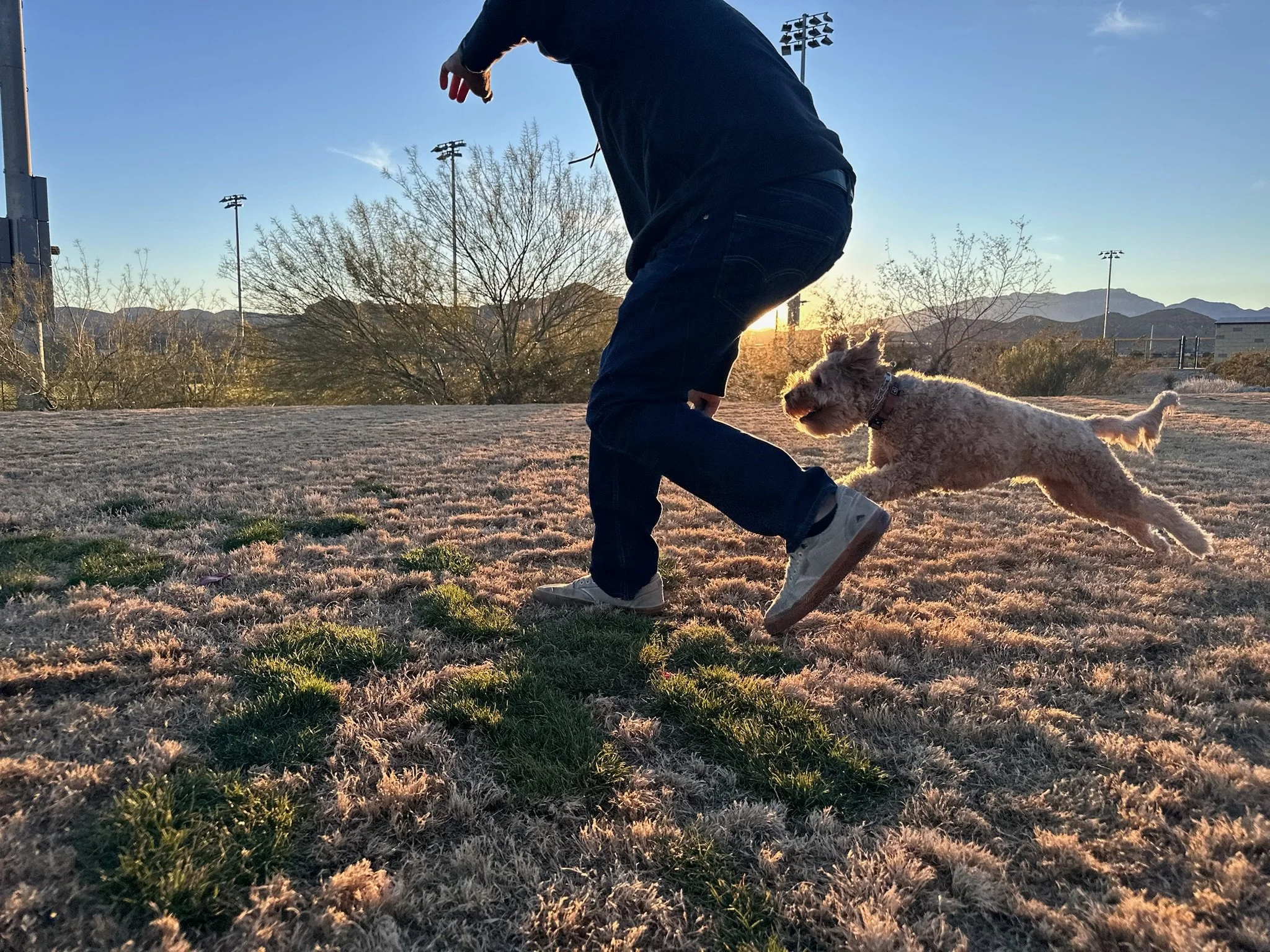 " Josh Spencer and Cooper the Golden Doodle Play/ train at the park Align Canine"